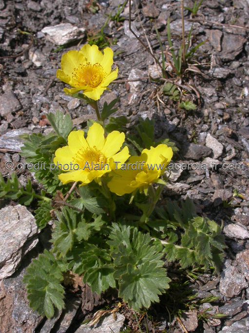 Geum reptans3 Geum reptans ou benoite rampante