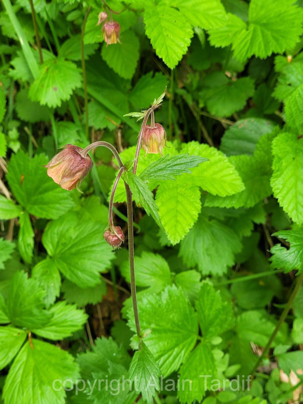Geum rivale 5 Geum rivale ou benoite des ruisseaux