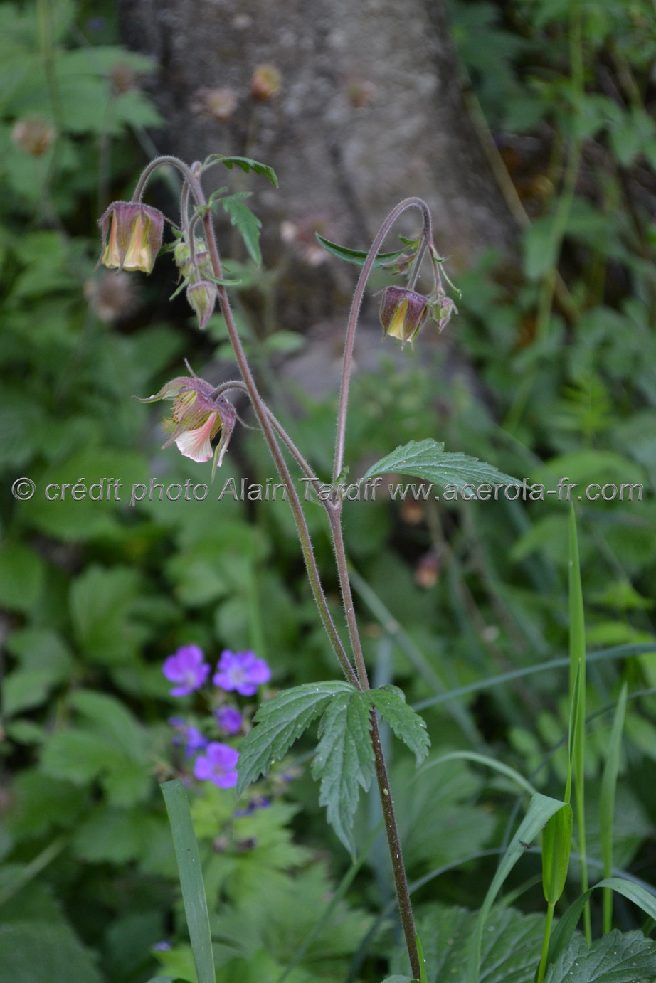 Geum rivale Geum rivale ou benoite des ruisseaux