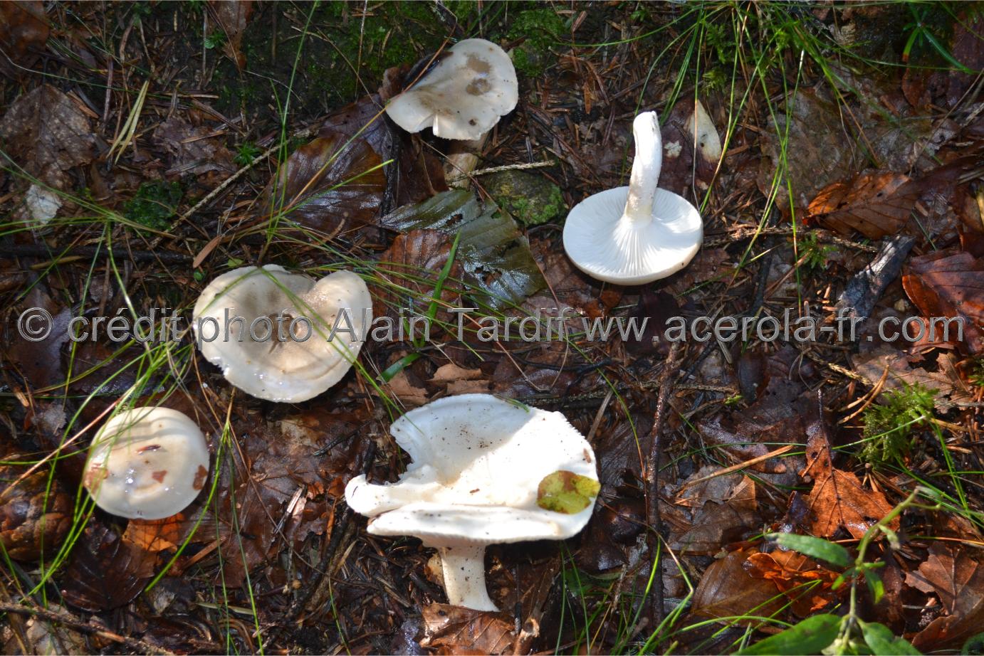 Hygrophorus agathosmus 2 Hygrophorus agathosmus ou hygrophore à odeur agréable