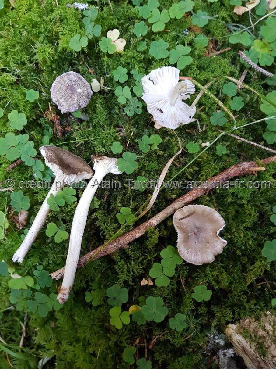 Hygrophorus agathosmus 3 Hygrophorus agathosmus ou hygrophore à odeur agréable