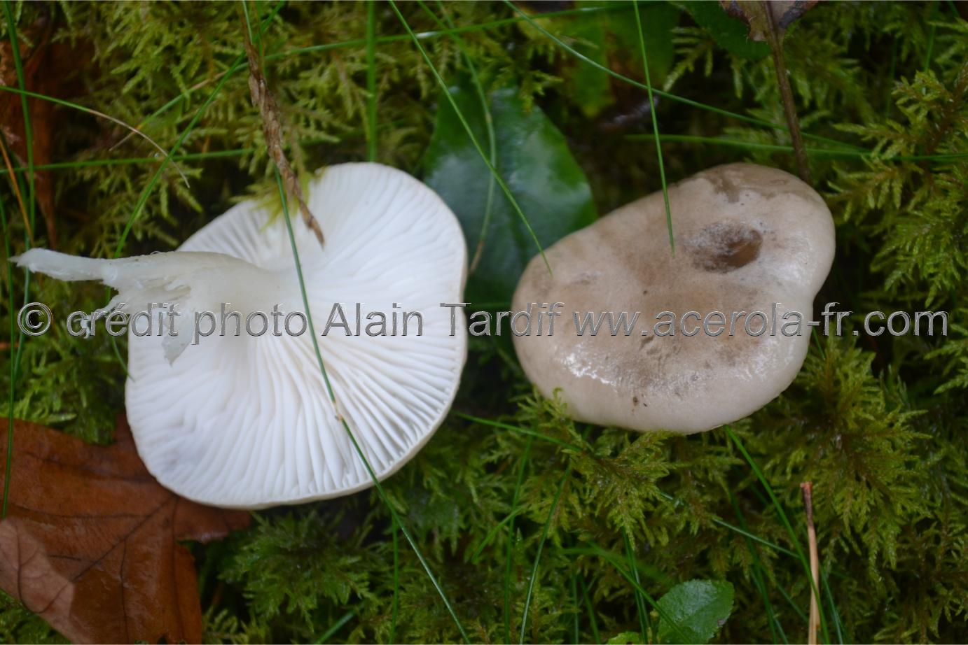 Hygrophorus agathosmus Hygrophorus agathosmus ou hygrophore à odeur agréable