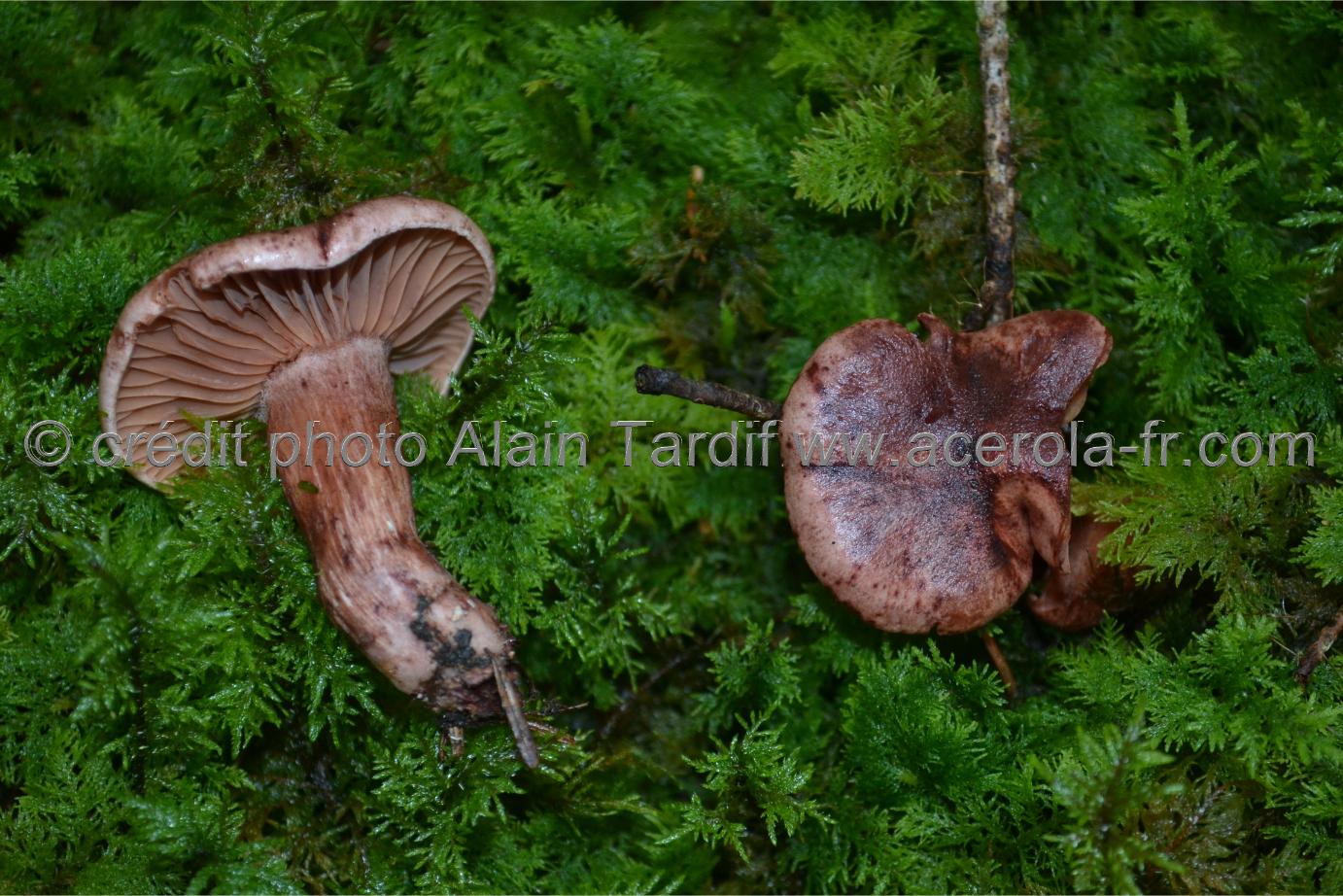 Hygrophorus capreolarius Hygrophorus capreolarius ou hygrophore des chevreuils