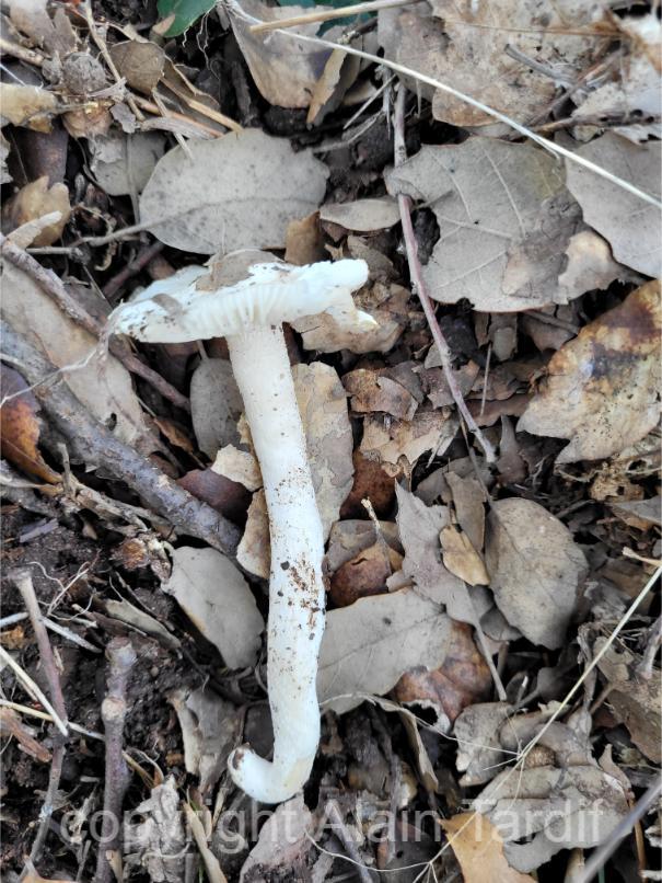 Hygrophorus cossus Hygrophorus cossus ou hygrophore à odeur de topinambour