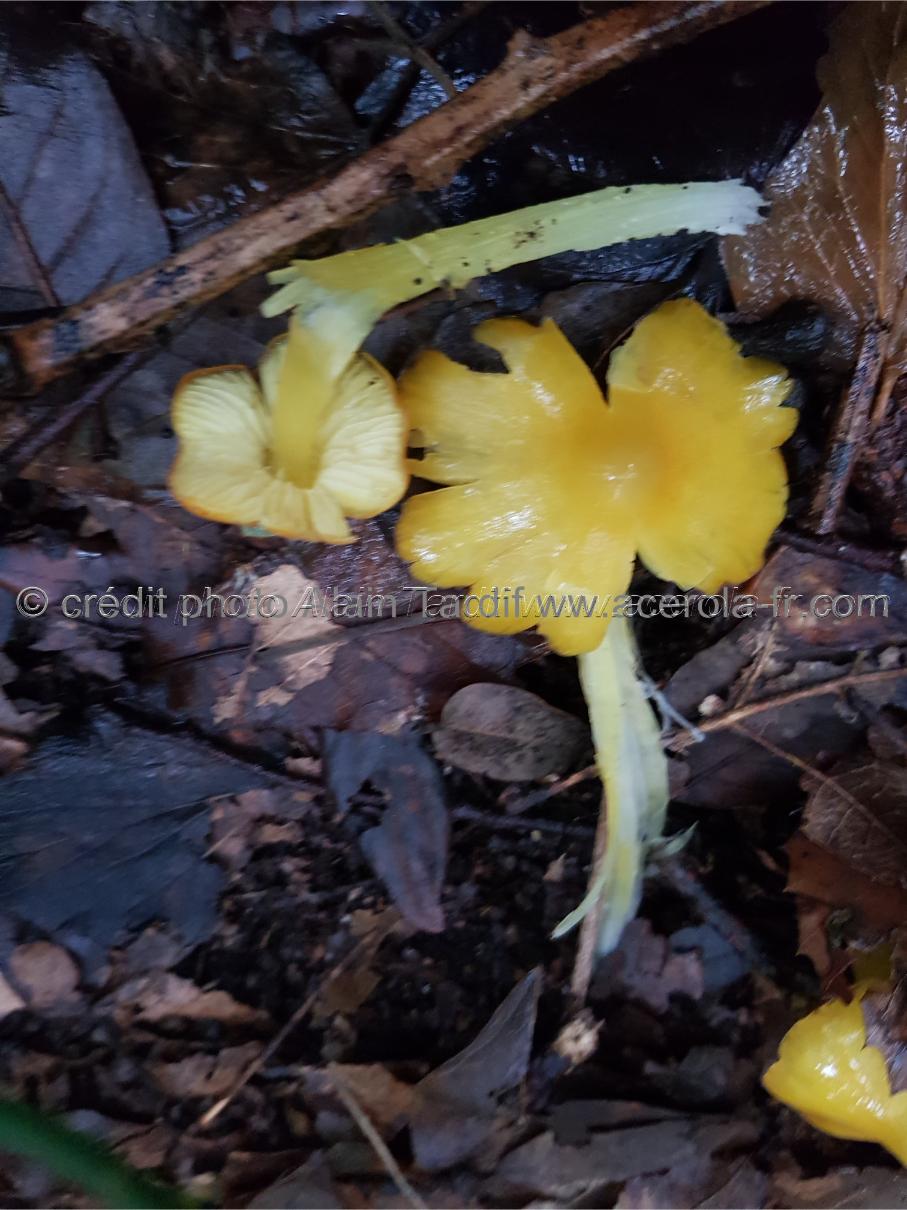 Hygrophorus croceus Hygrocybe crocea ou hygrophore safran