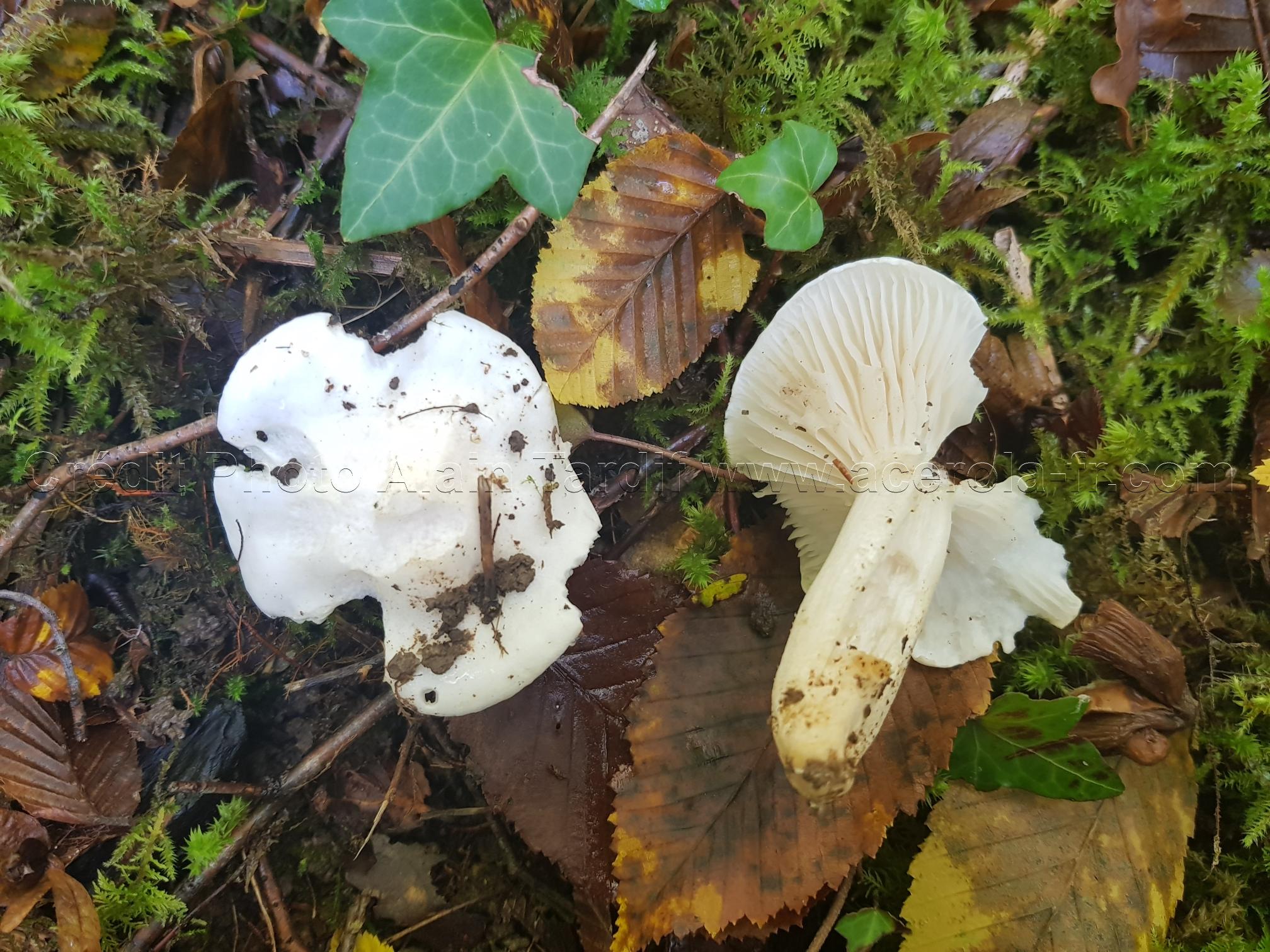 Hygrophorus eburneus 2 Hygrophorus eburneus ou hygrophore blanc d'ivoire