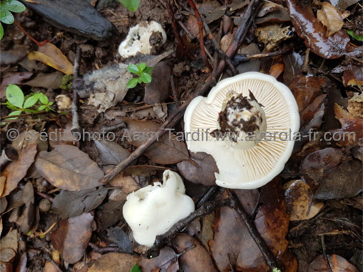 Hygrophorus eburneus Hygrophorus eburneus ou hygrophore blanc d'ivoire