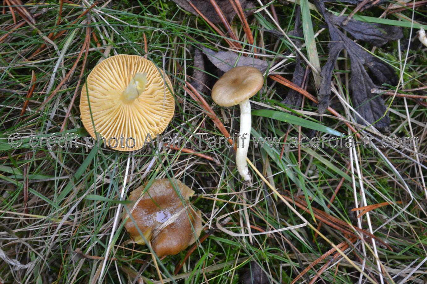 Hygrophorus hypothejus Hygrophorus hypothejus ou hygrophore jaunissant