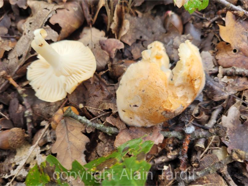 Hygrophorus nemoreus 2 Hygrophorus nemoreus ou hygrophore des bois