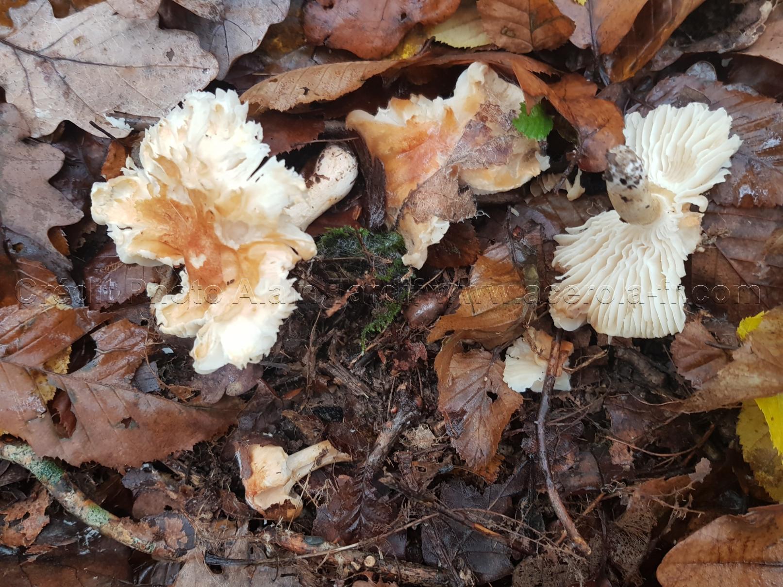 Hygrophorus nemoreus Hygrophorus nemoreus ou hygrophore des bois