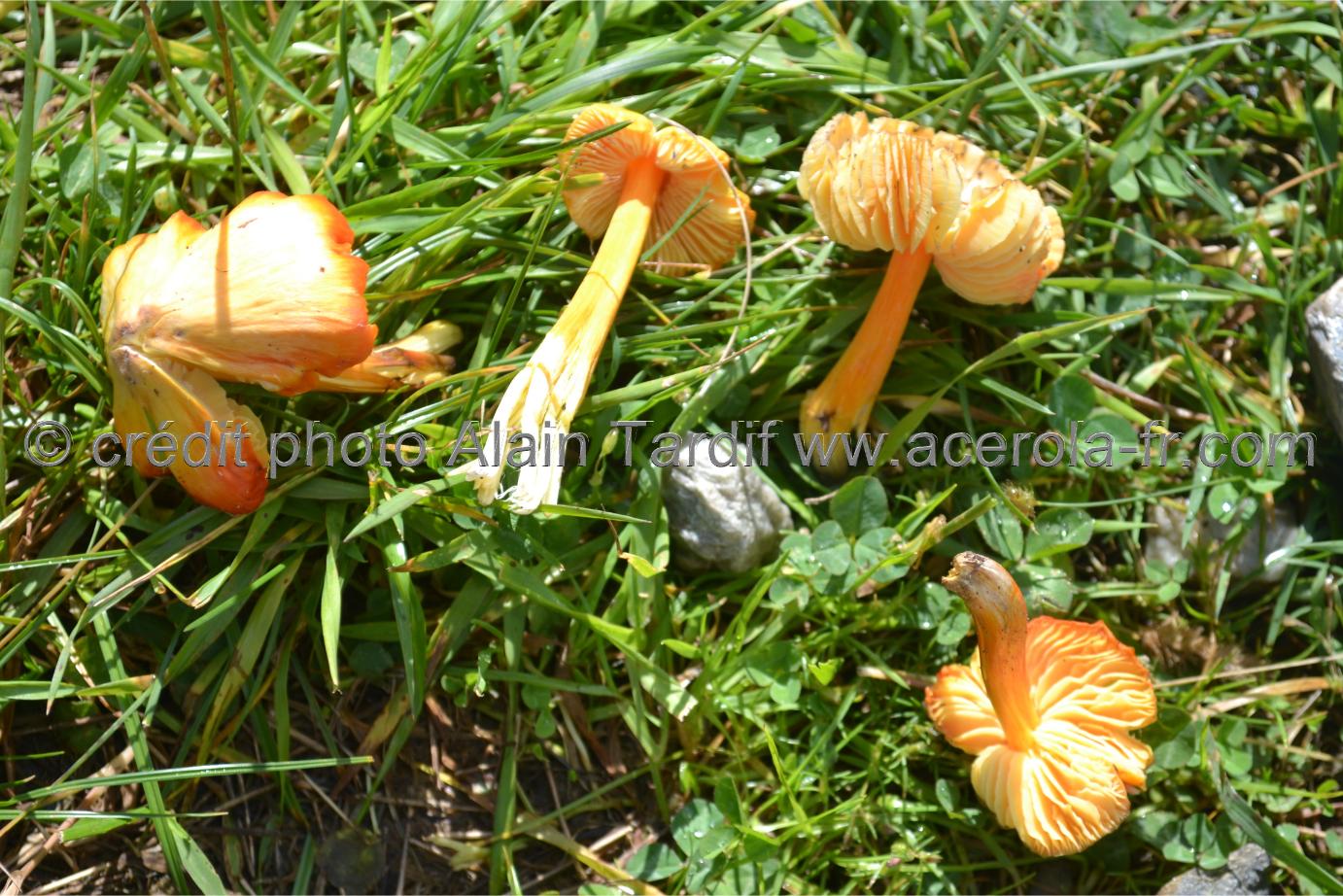 Hygrophorus obrusseus Hygrocybe obrussea ou hygrophore jaune d'or