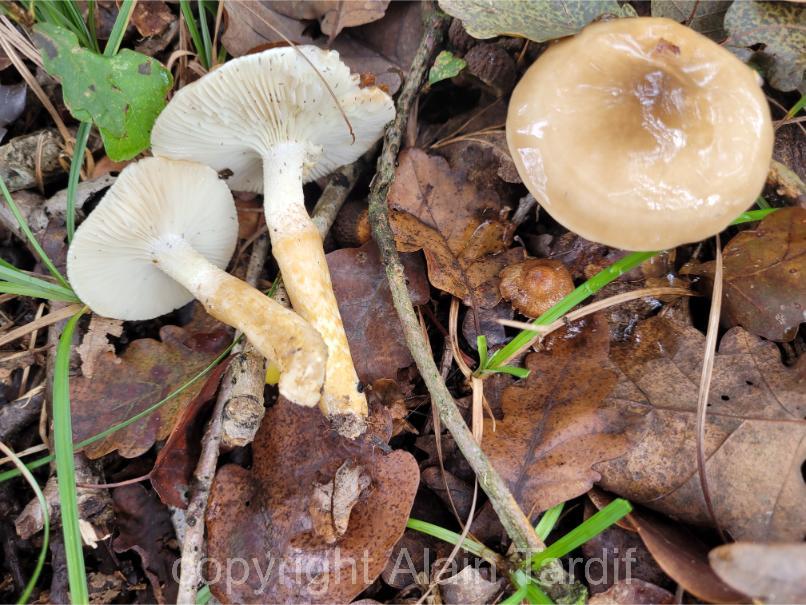 Hygrophorus olivaceoalbus Hygrophorus olivaceoalbus ou hygrophore blanc olive