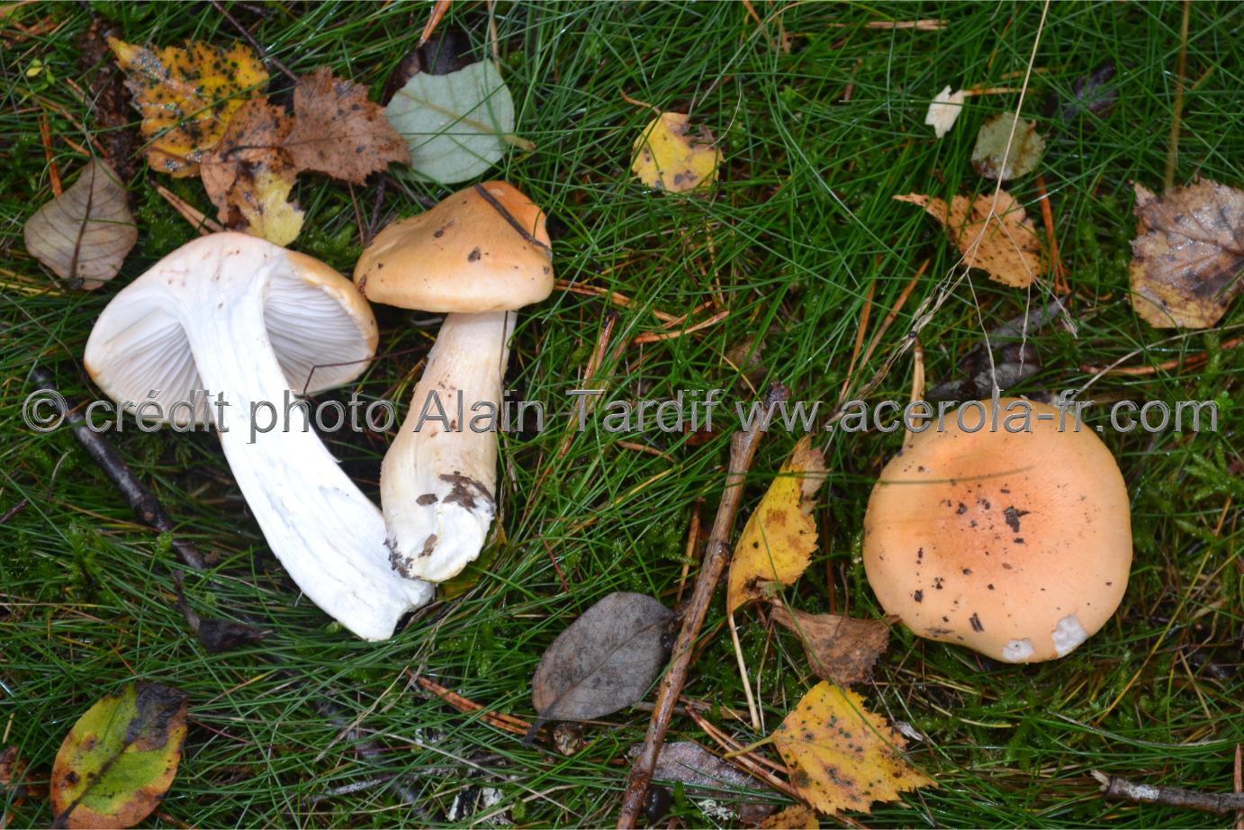 Hygrophorus pudorinus Hygrophorus pudorinus ou hygrophore pudibond