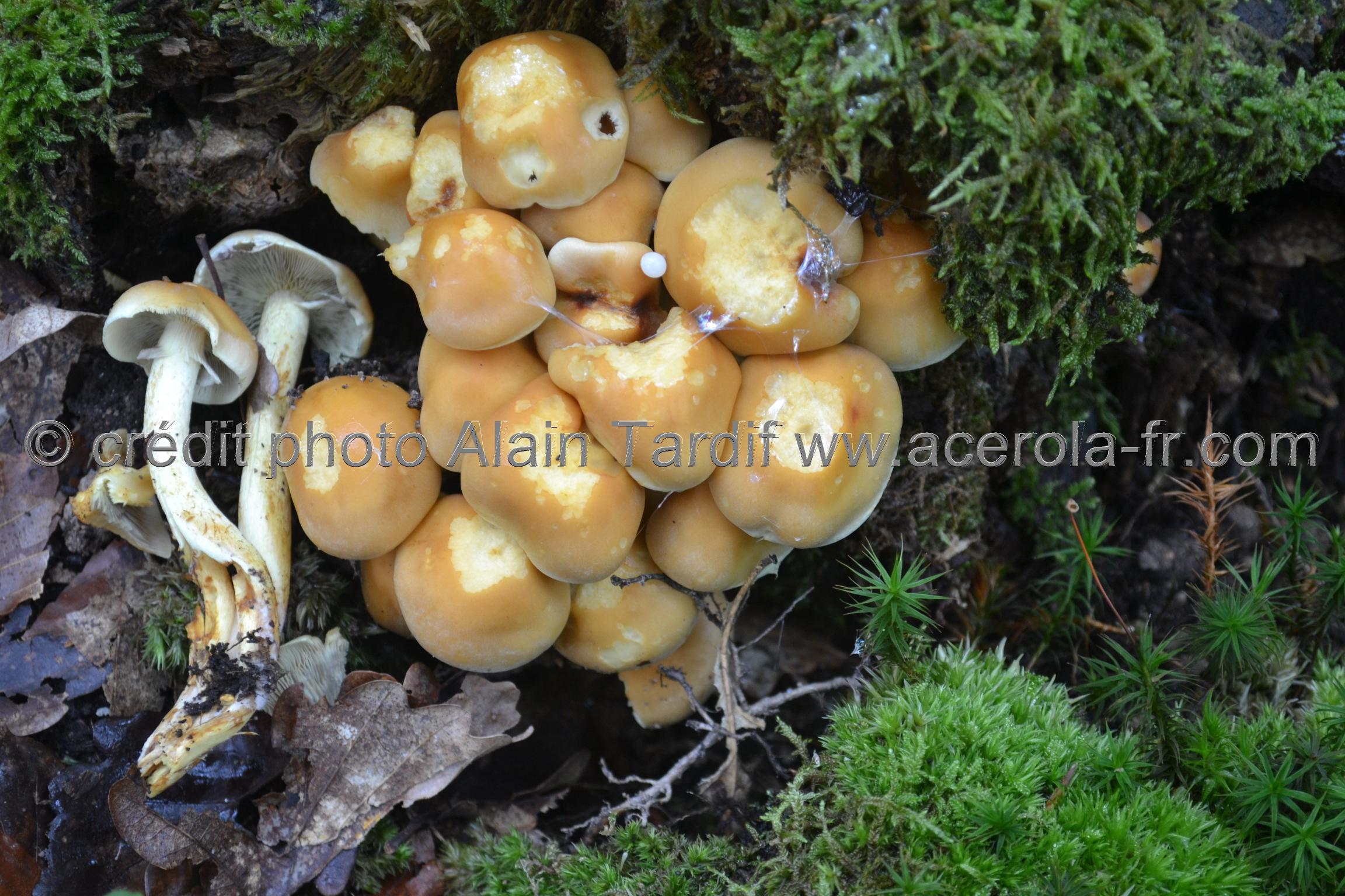 Hypholoma capnoides Hypholoma capnoides ou hypholome doux