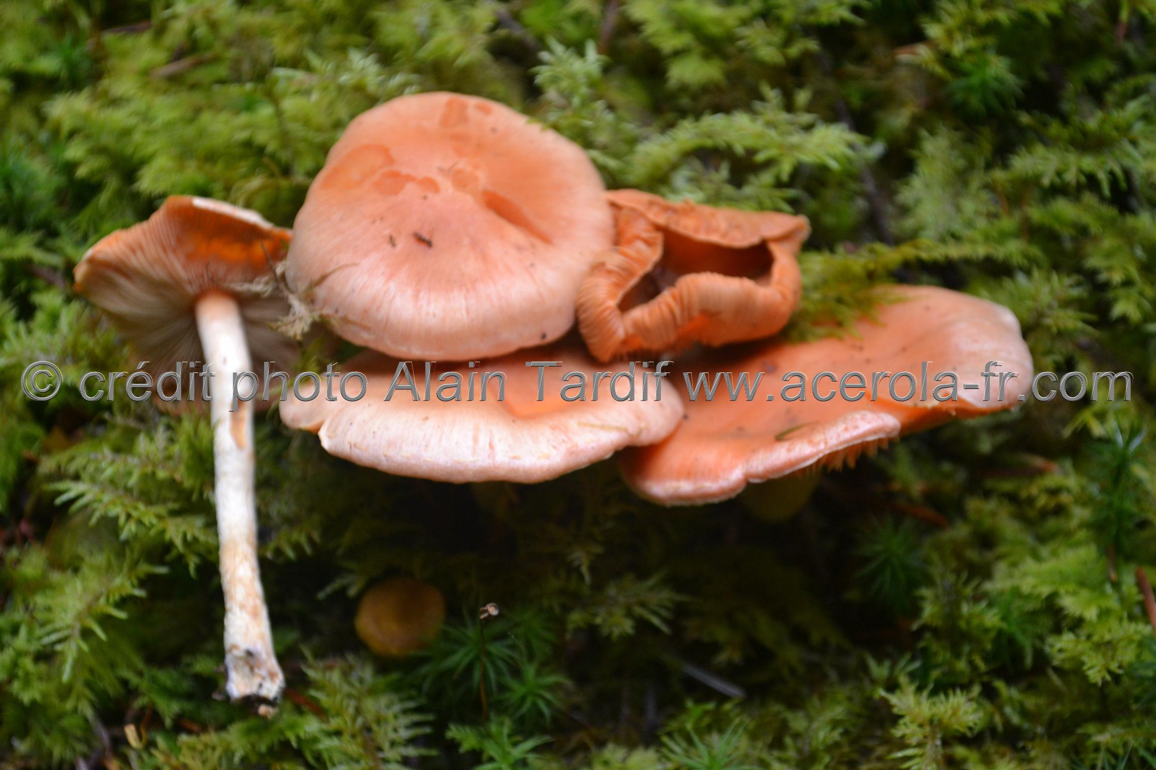 Hypholoma sublateritium 2 Hypholoma sublateritium ou hypholome couleur de briques