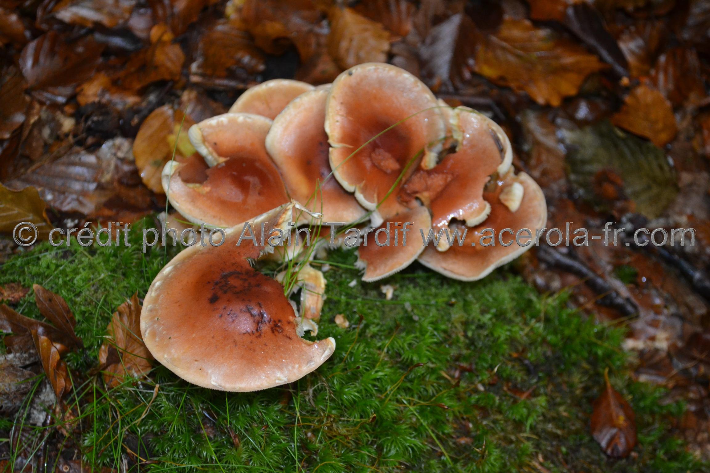 Hypholoma sublateritium Hypholoma sublateritium ou hypholome couleur de briques