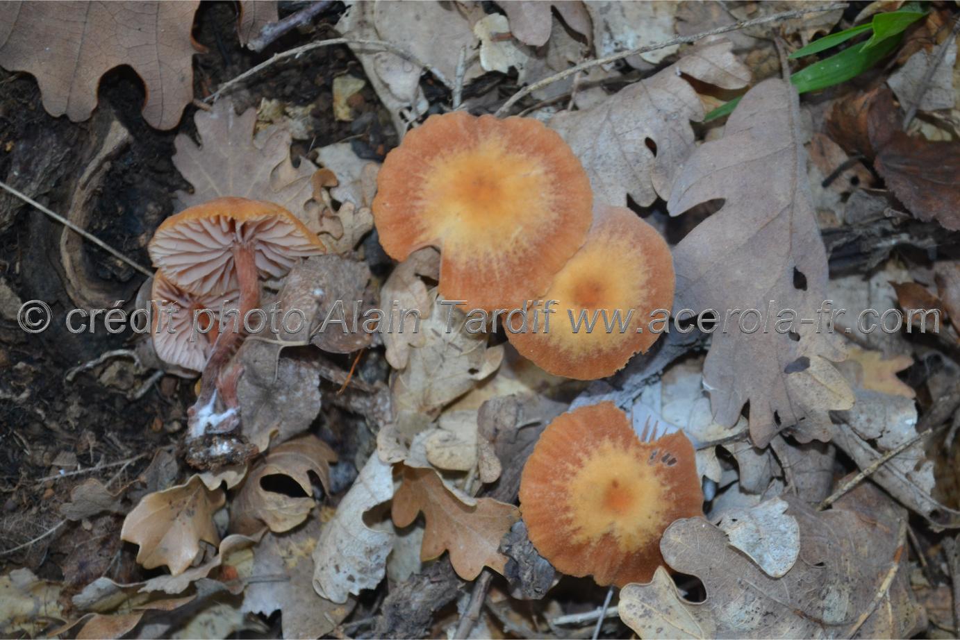 Laccaria laccata Laccaria laccata ou laccaire laqué