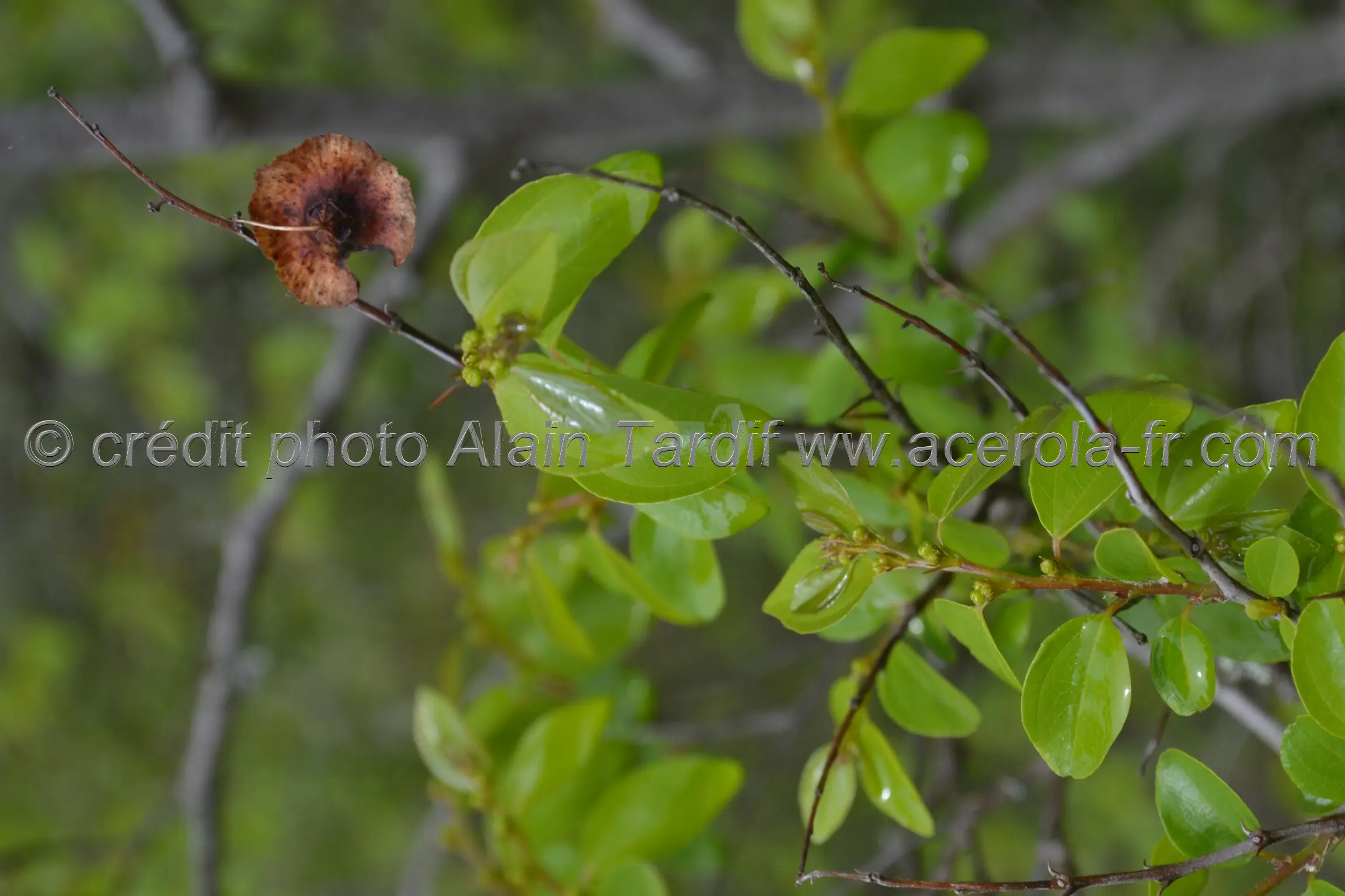 Paliurus australis paliurus australis ou paliure austral