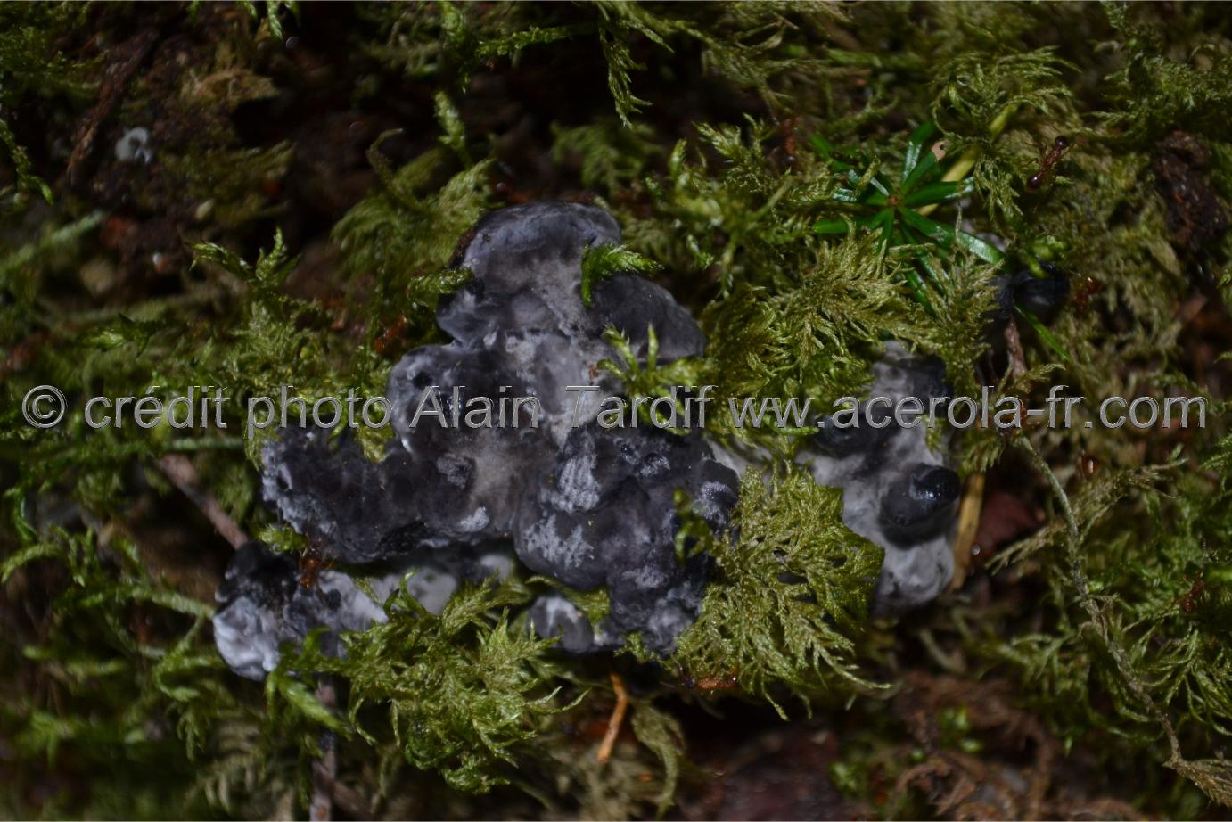 Phellodon niger Phellodon niger ou hydne noir