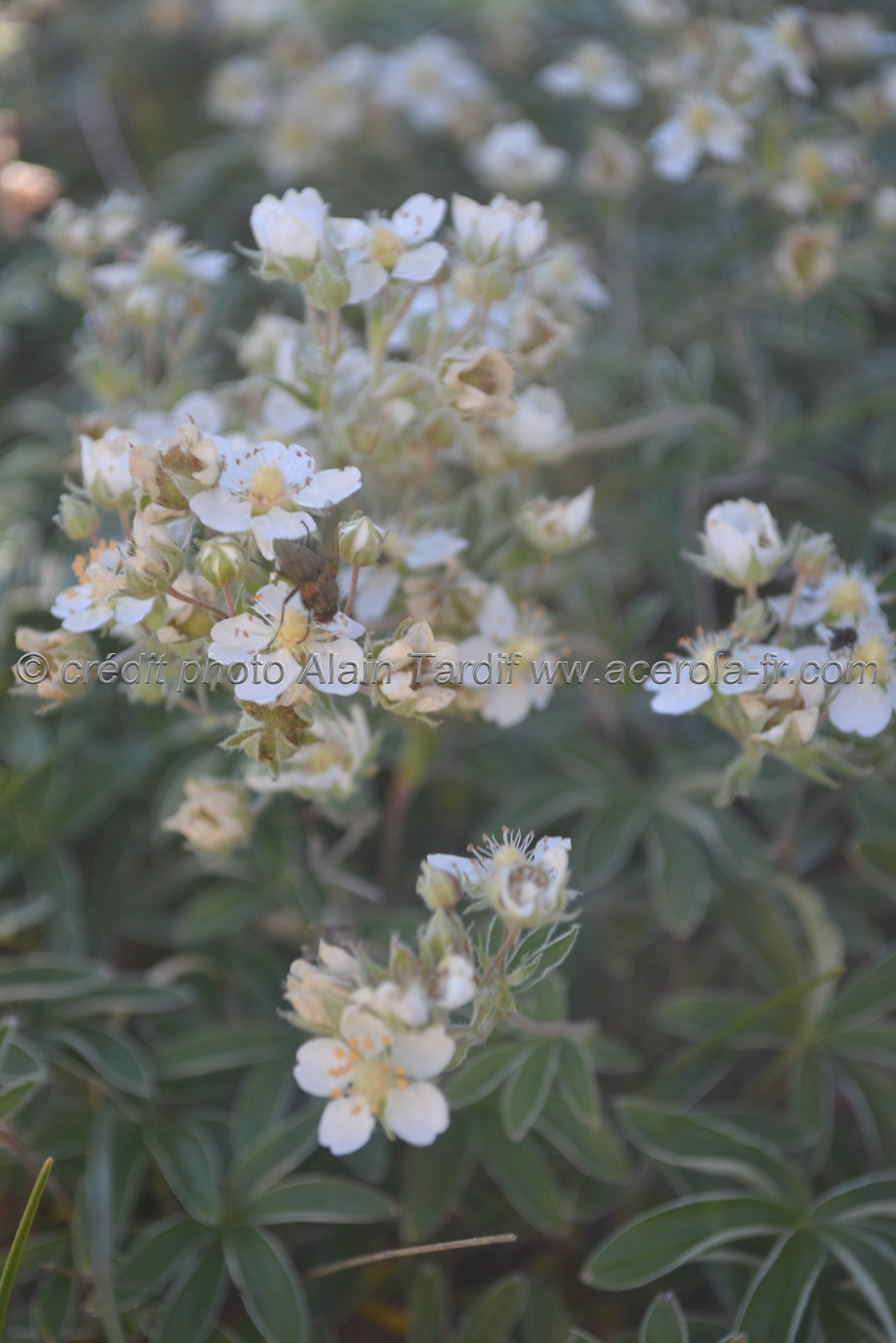 Potentilla alchimilloides Potentilla alchemilloides ou potentille fausse alchémille