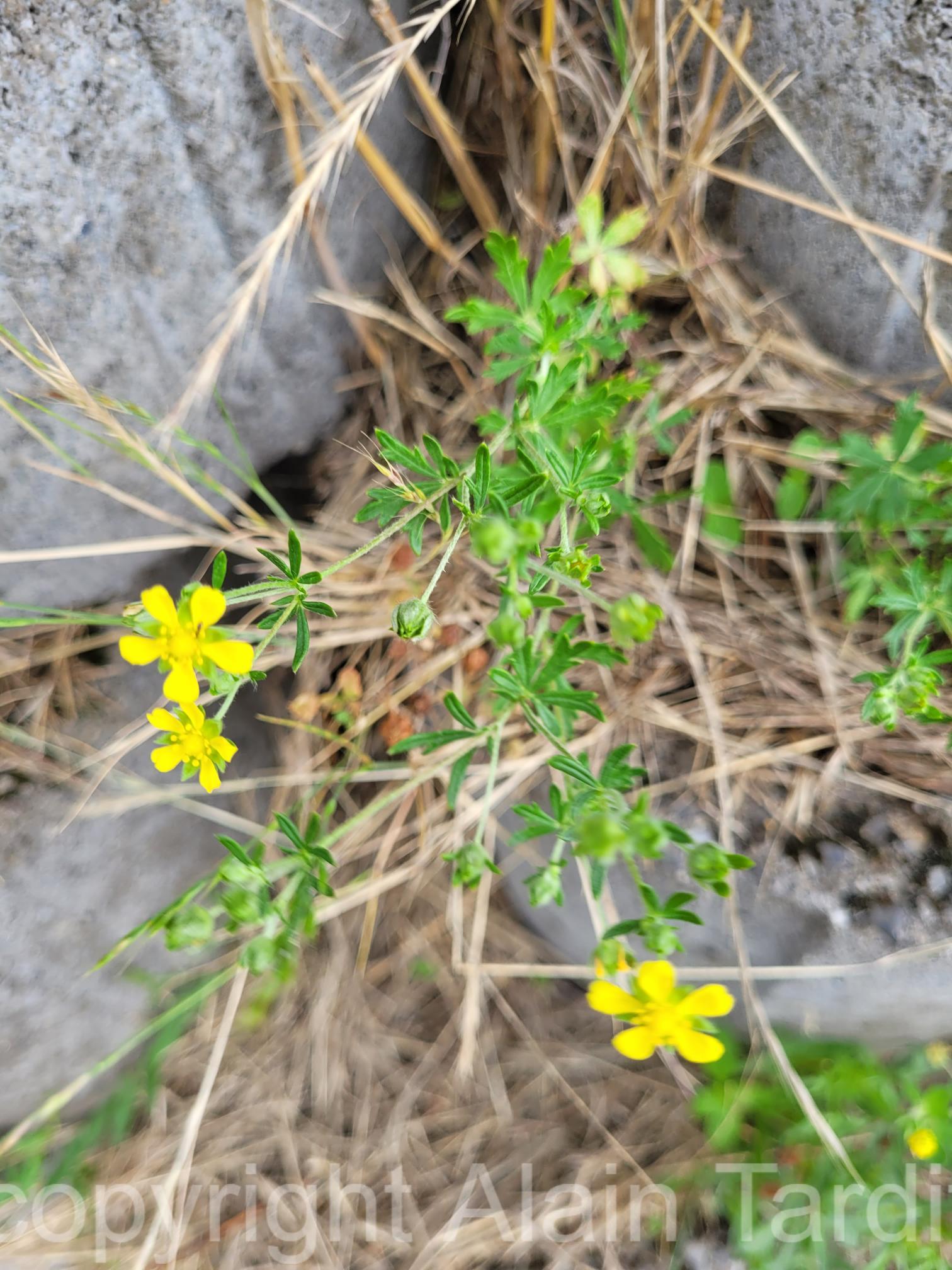 Potentilla argentea 2 Potentilla argentea ou potentille argentée