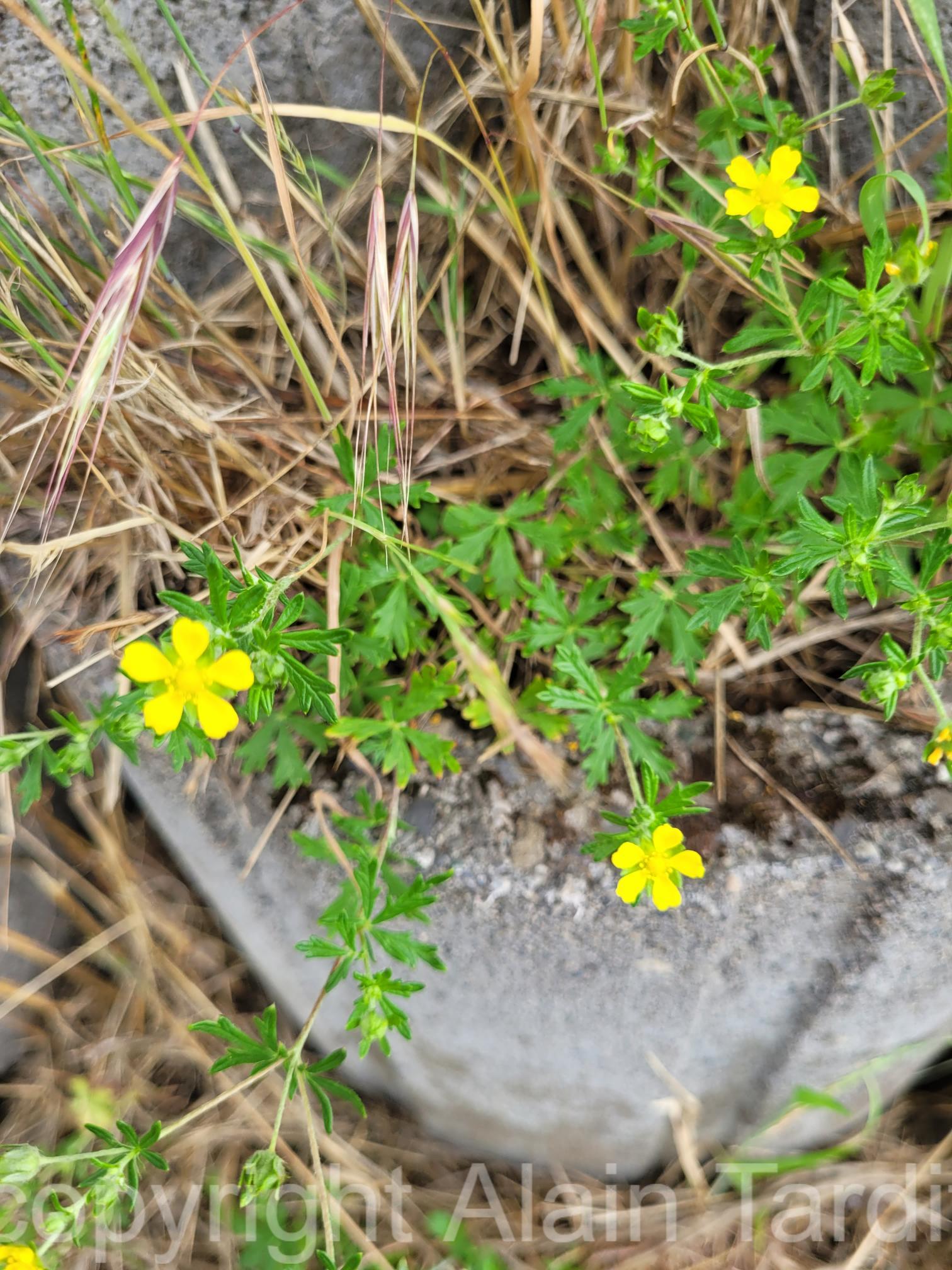 Potentilla argentea 3 Potentilla argentea ou potentille argentée
