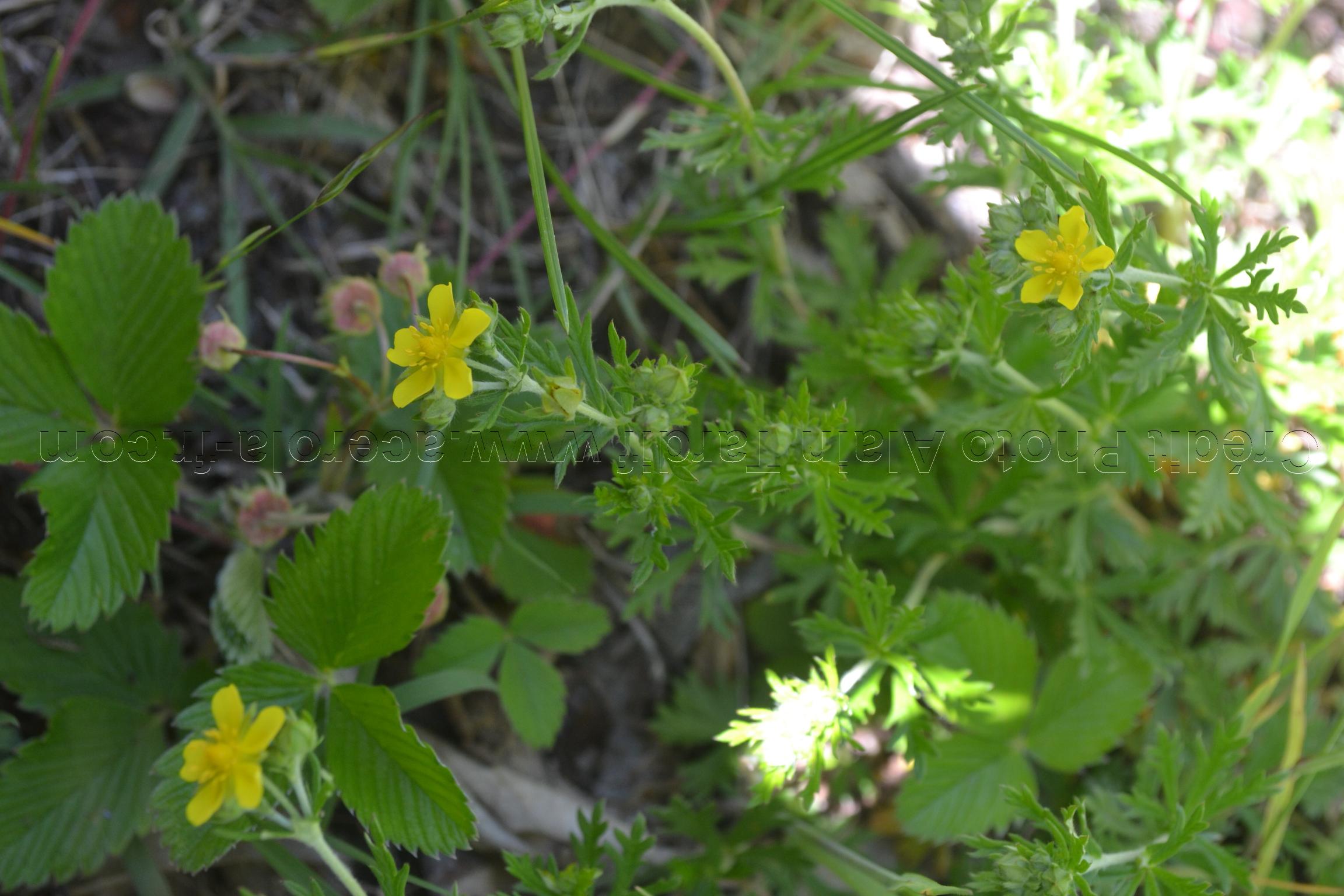 Potentilla argentea Potentilla argentea ou potentille argentée