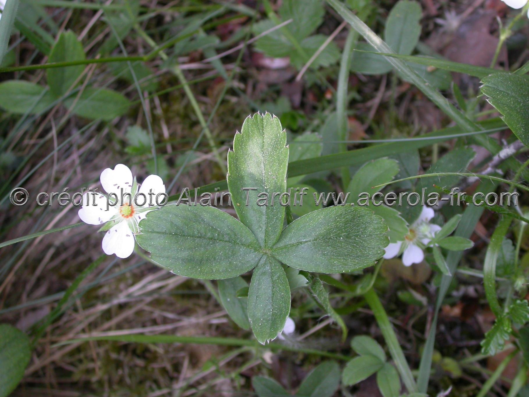 Potentilla fragariastrum Potentilla fragariastrum ou potentille faux fraisier
