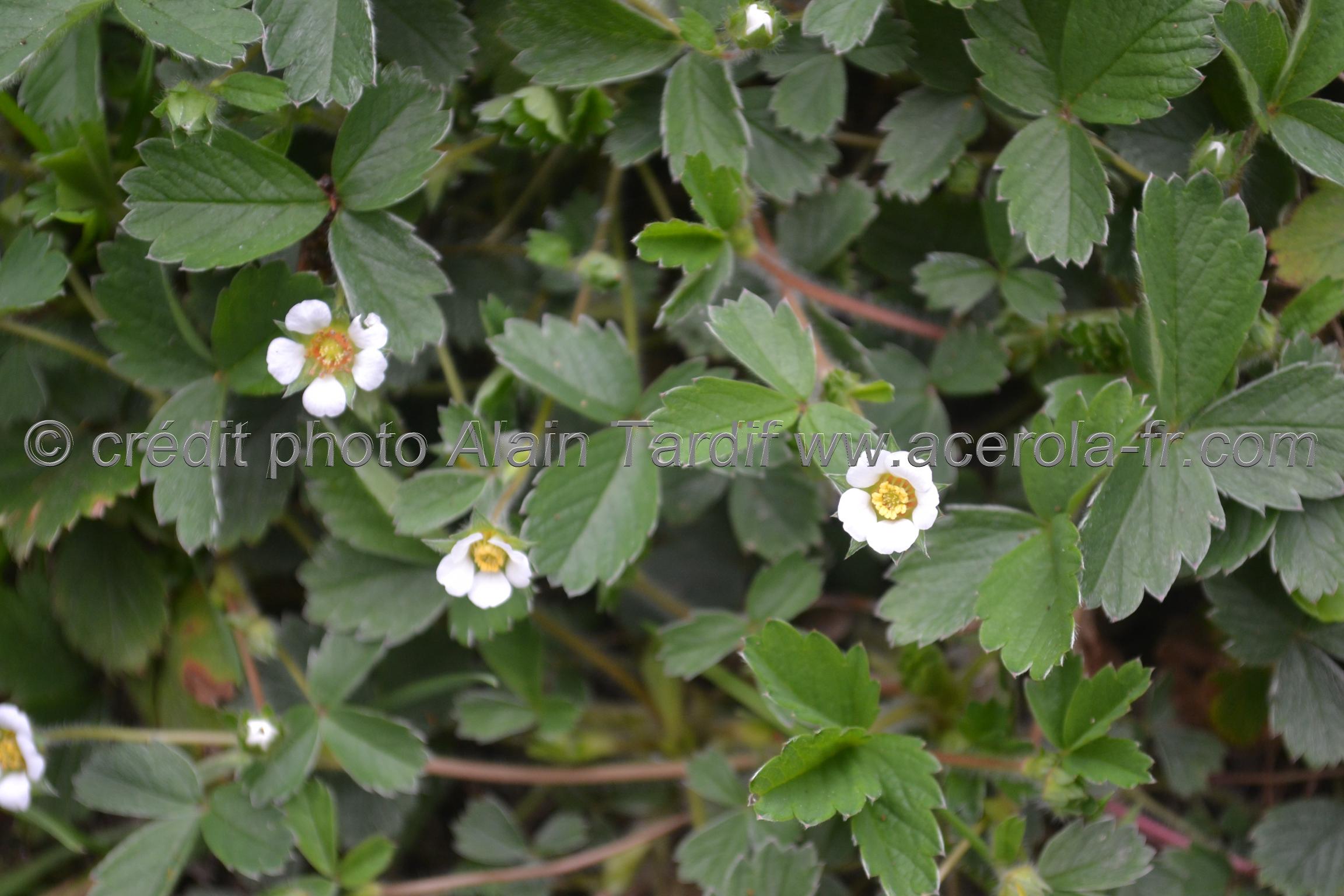 Potentilla fragariastrum2 Potentilla fragariastrum ou potentille faux fraisier