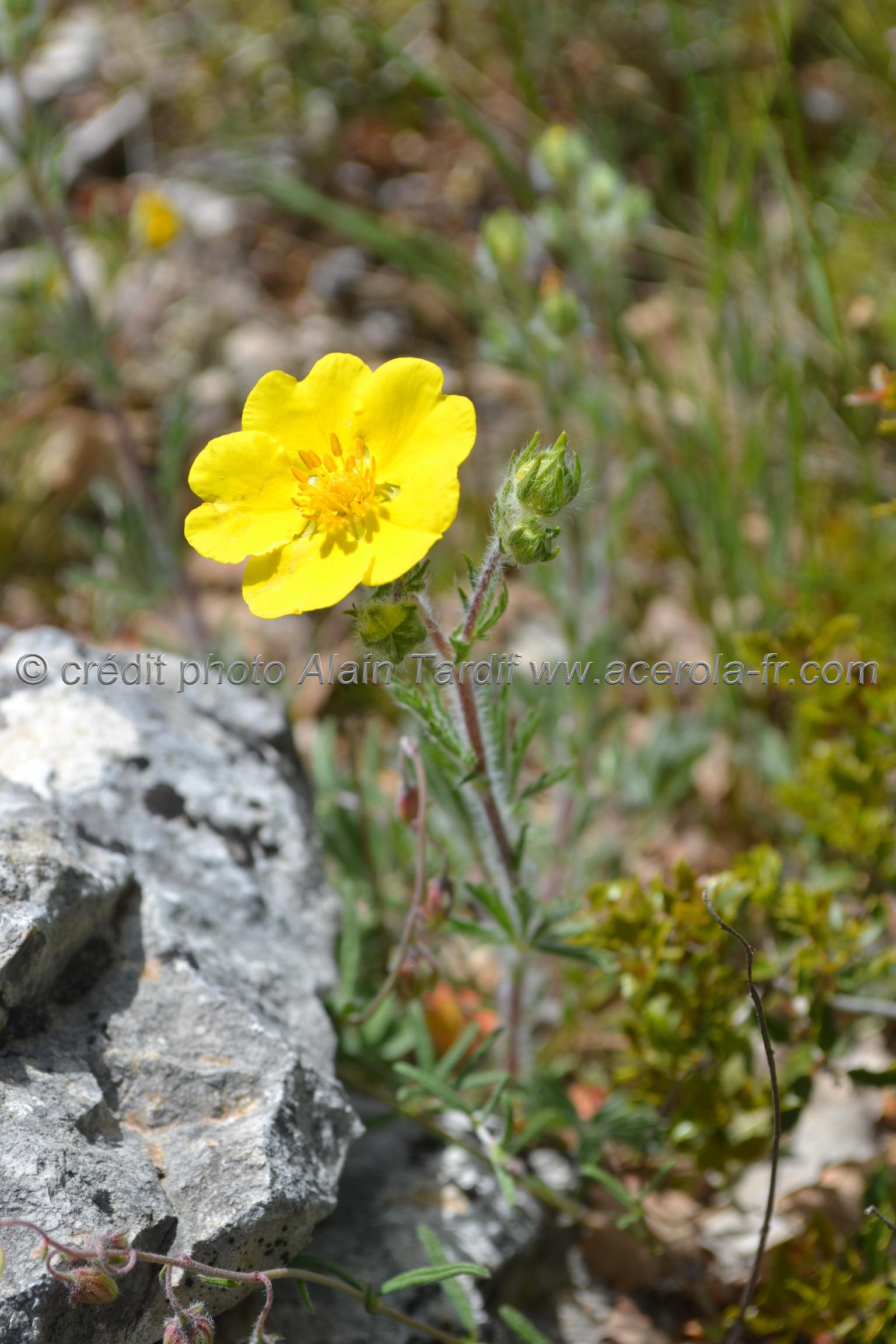 Potentilla hirta Potentilla hirta ou potentille velue