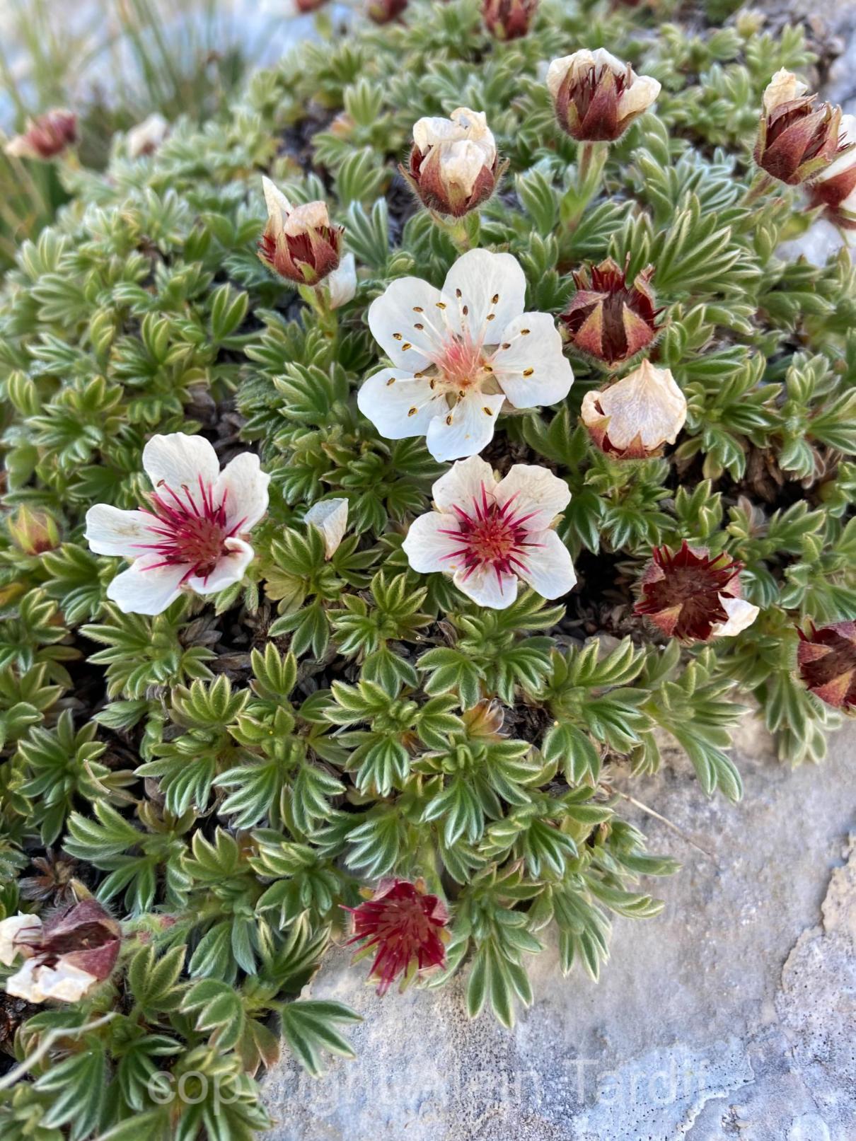 Potentilla nitida Potentilla nitida ou potentille luisante