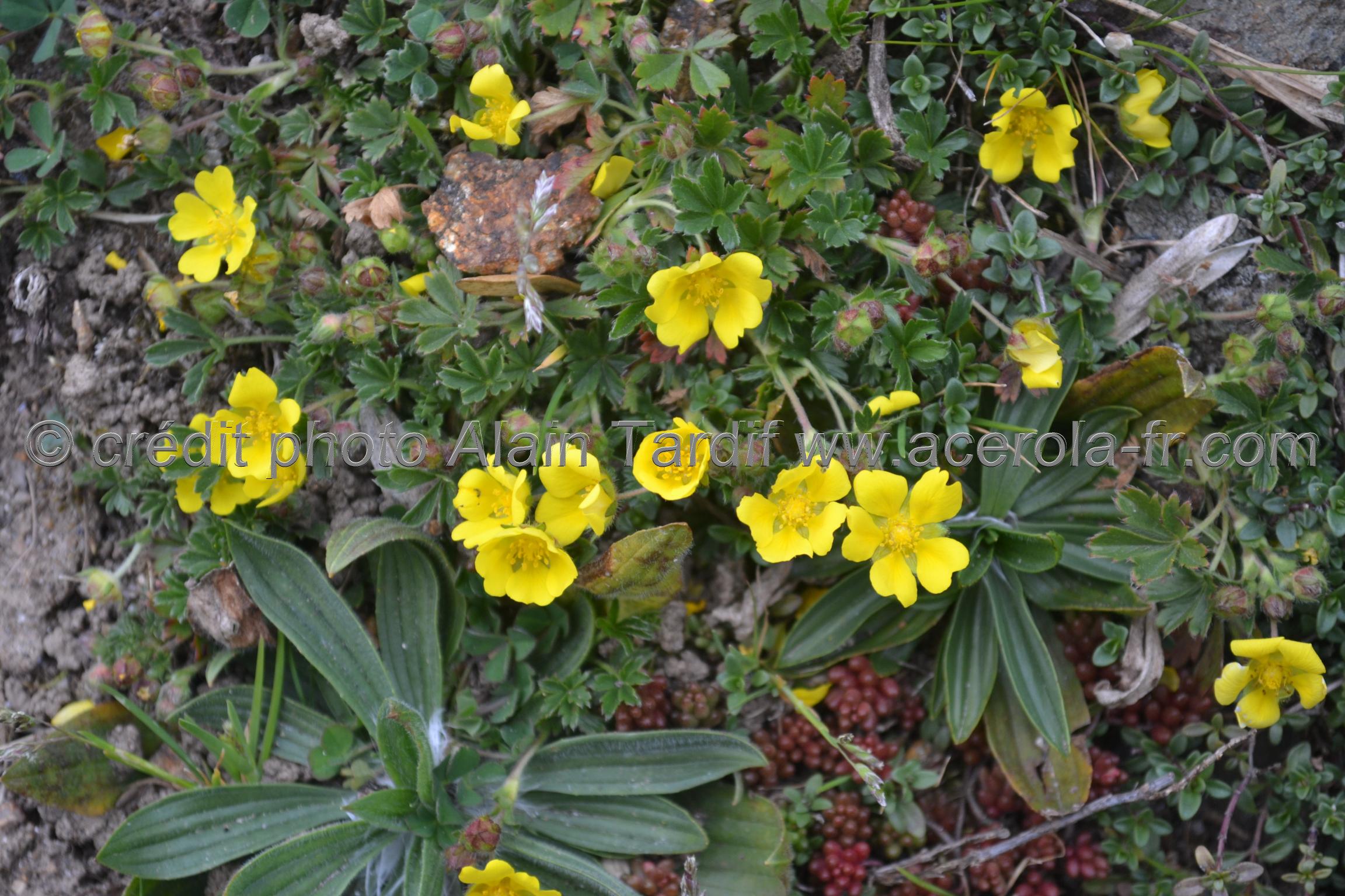 Potentilla verna Potentilla verna ou potentille du printemps