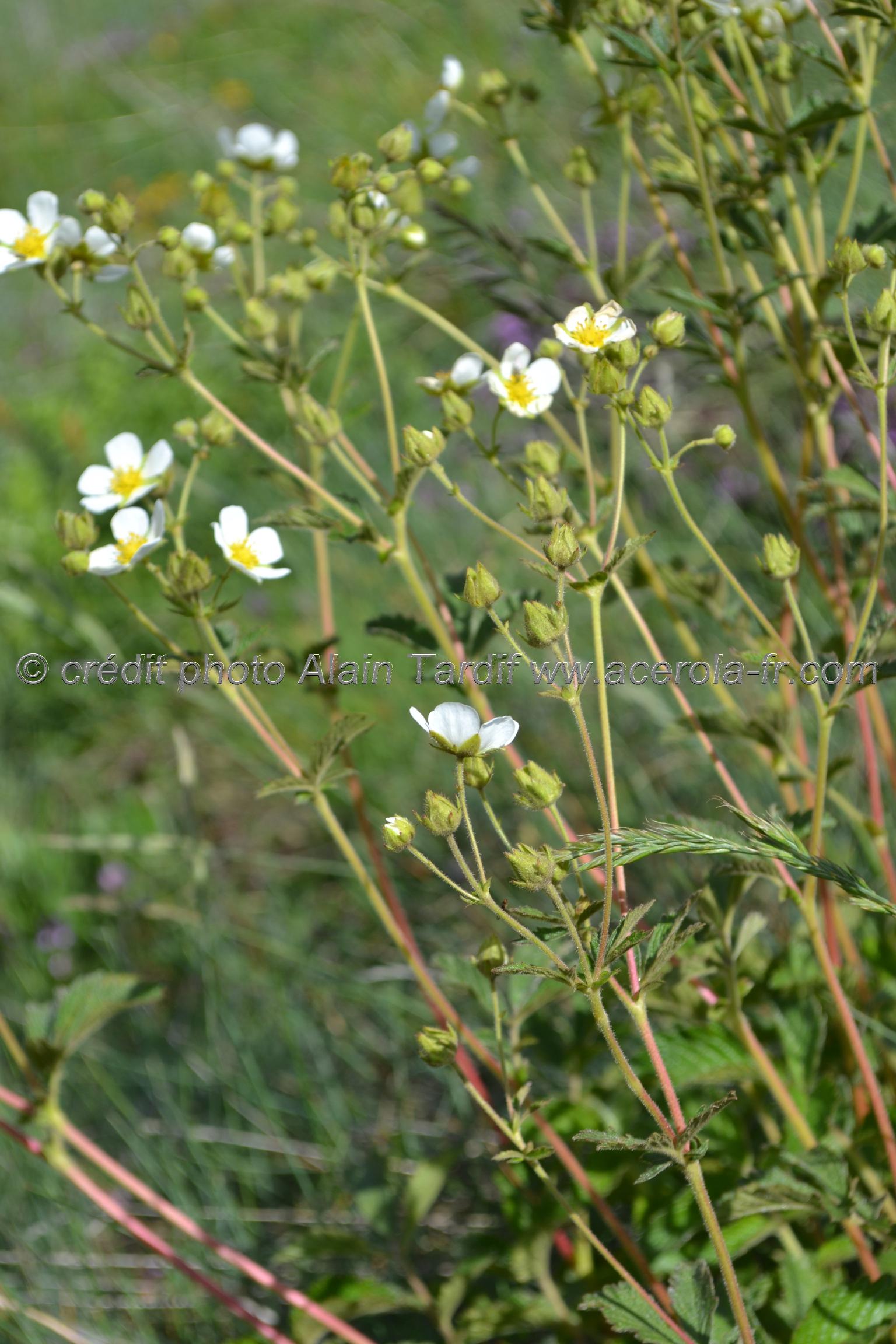 Potentilla rupestris Potentilla rupestris ou potentille des rochers