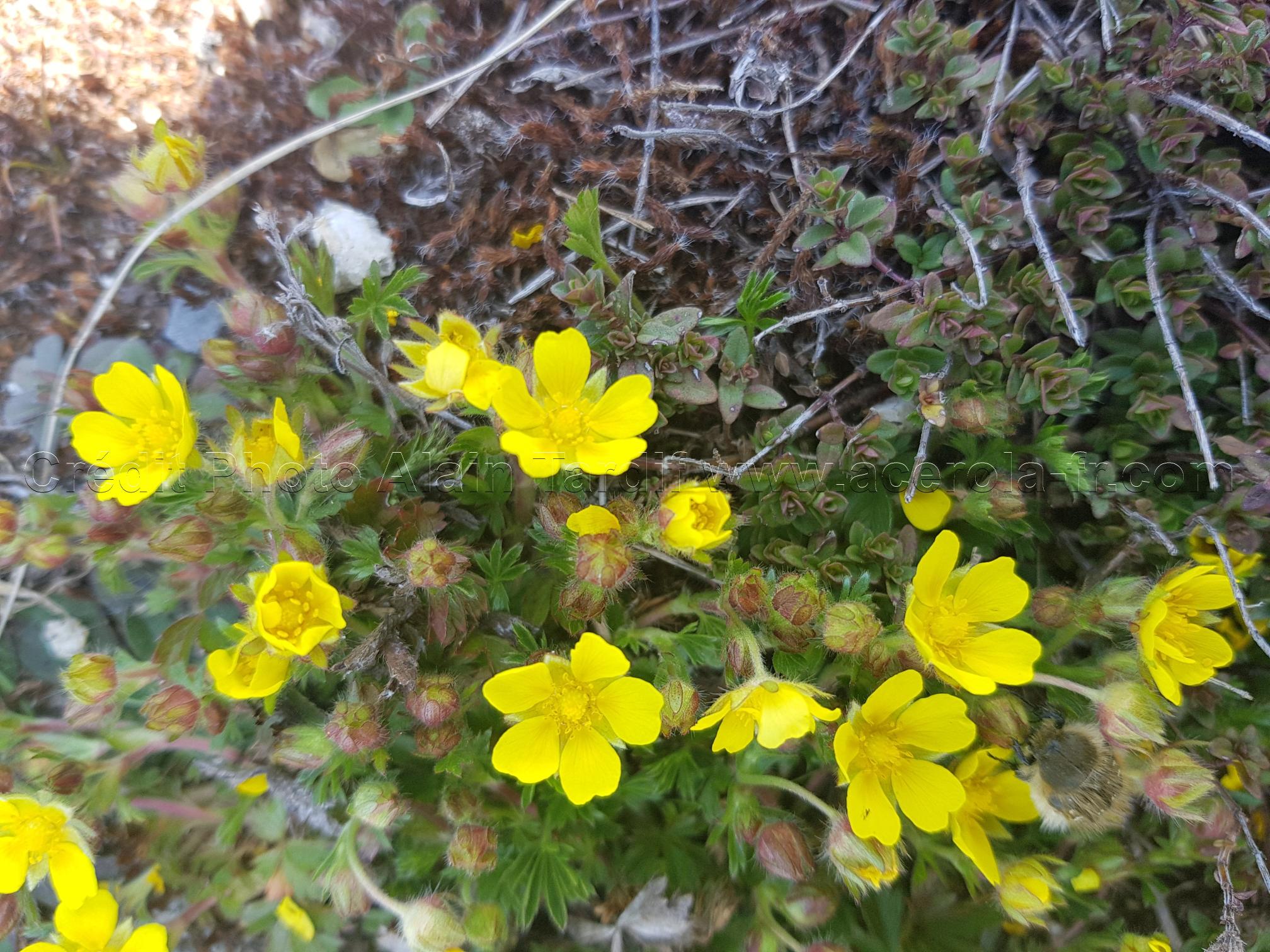 Potentilla verna 2 Potentilla verna ou potentille du printemps