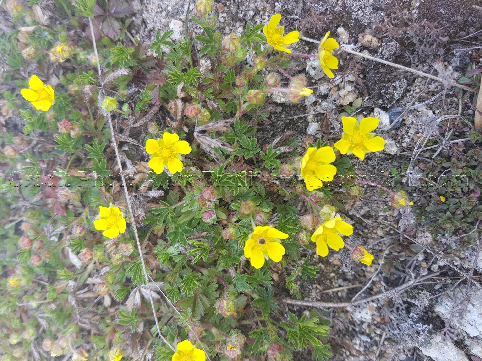 Potentilla verna 3 Potentilla verna ou potentille du printemps