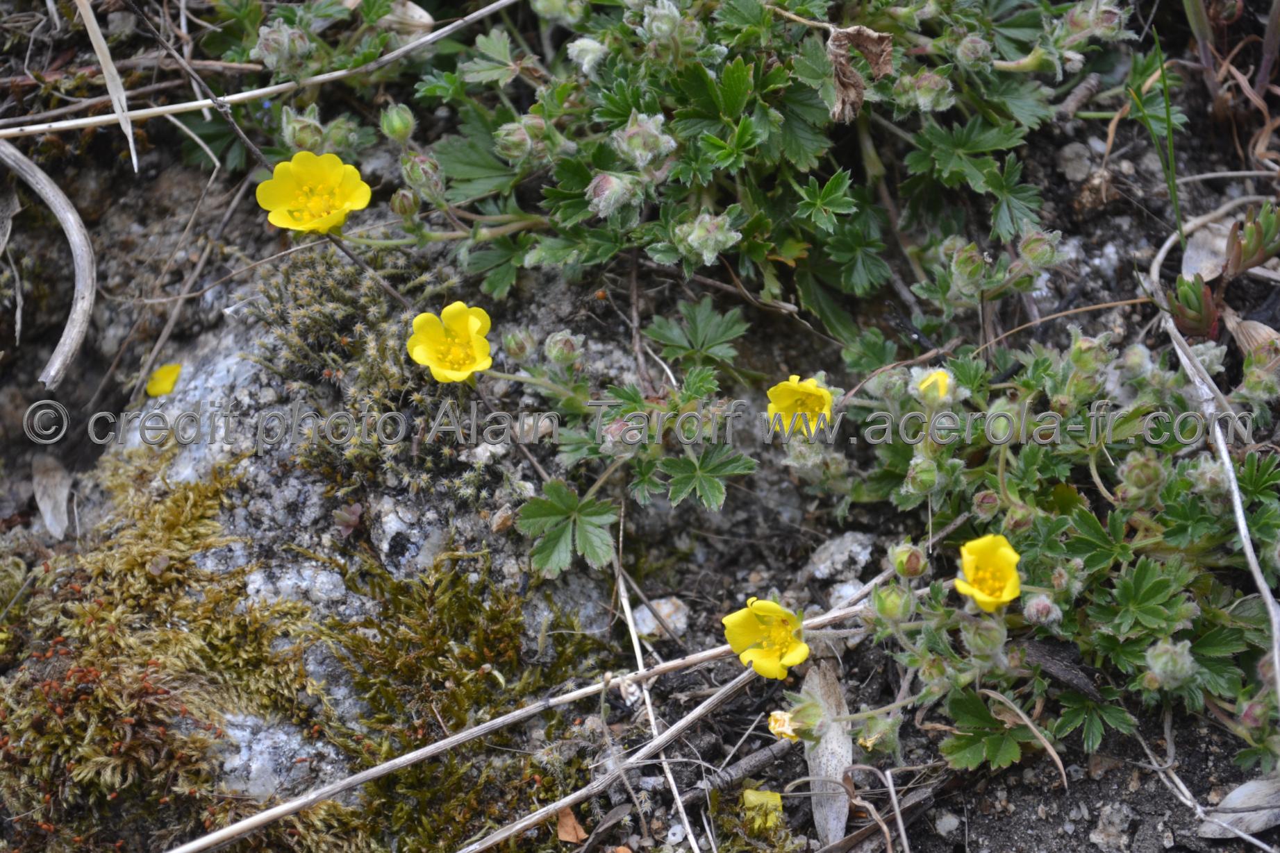 Potentilla verna 5 Potentilla verna ou potentille du printemps