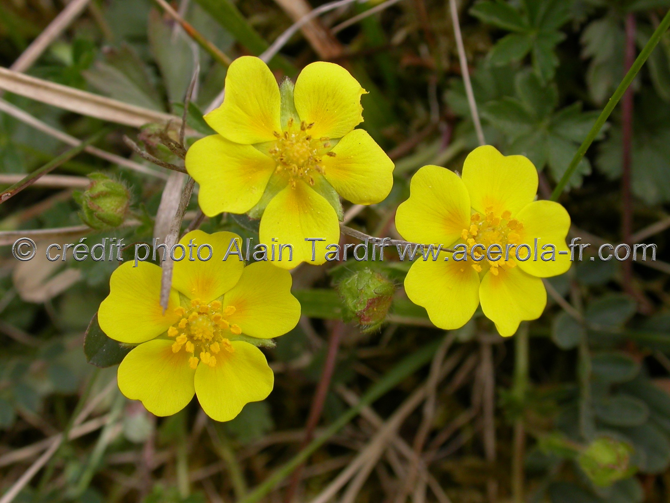 Potentilla verna Potentilla verna ou potentille du printemps
