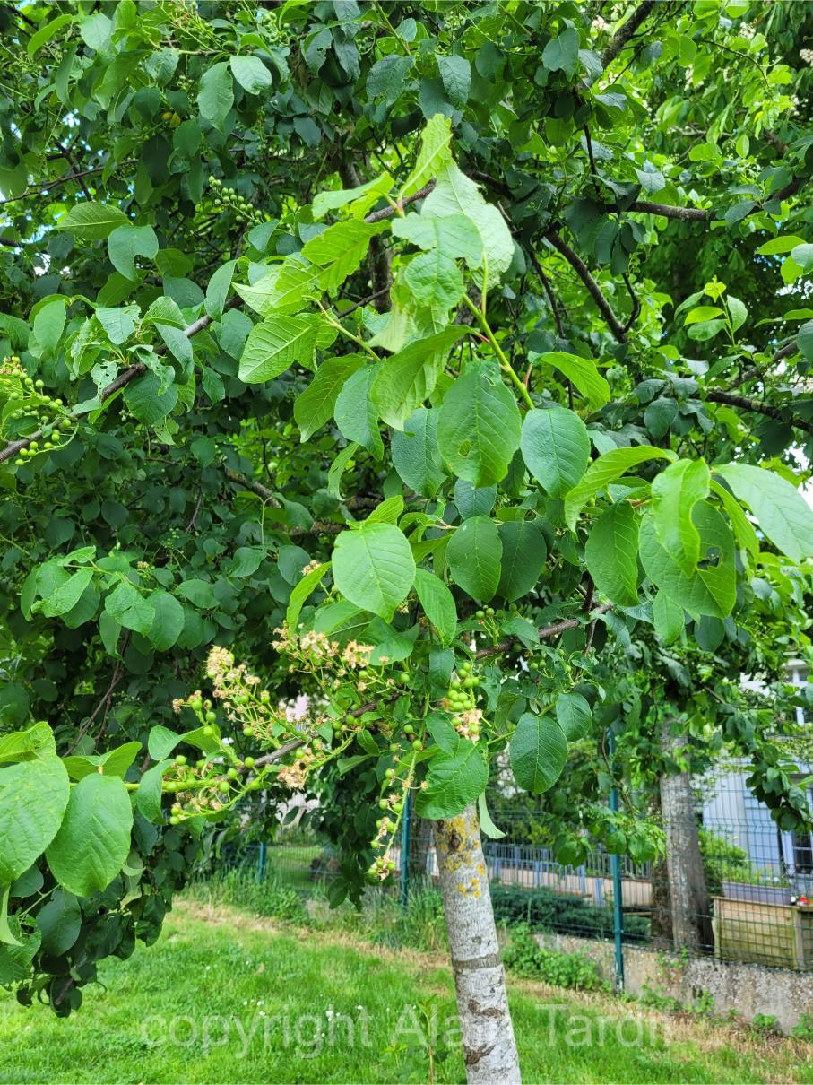 Prunus padus 5 Prunus padus ou cerisier à grappes