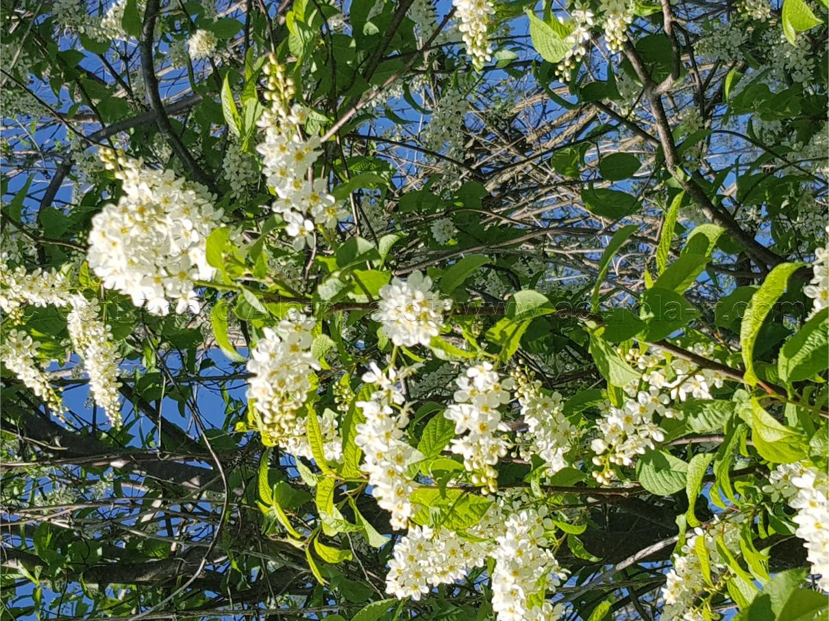 Prunus padus Prunus padus ou cerisier à grappes