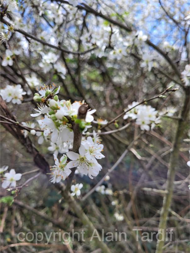 Prunus spinosa 10 Prunus spinosa ou prunellier