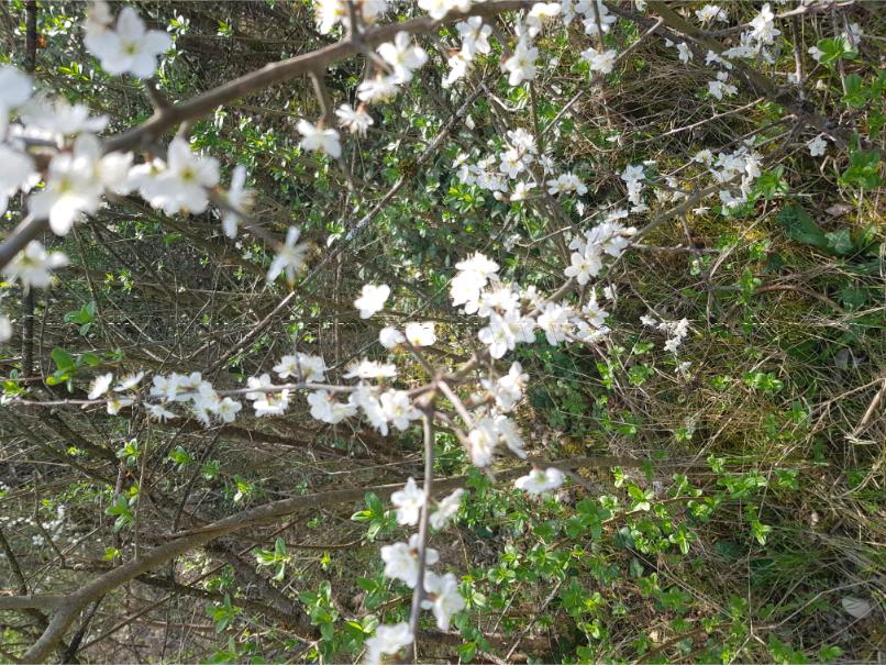 Prunus spinosa 20 Prunus spinosa ou prunellier