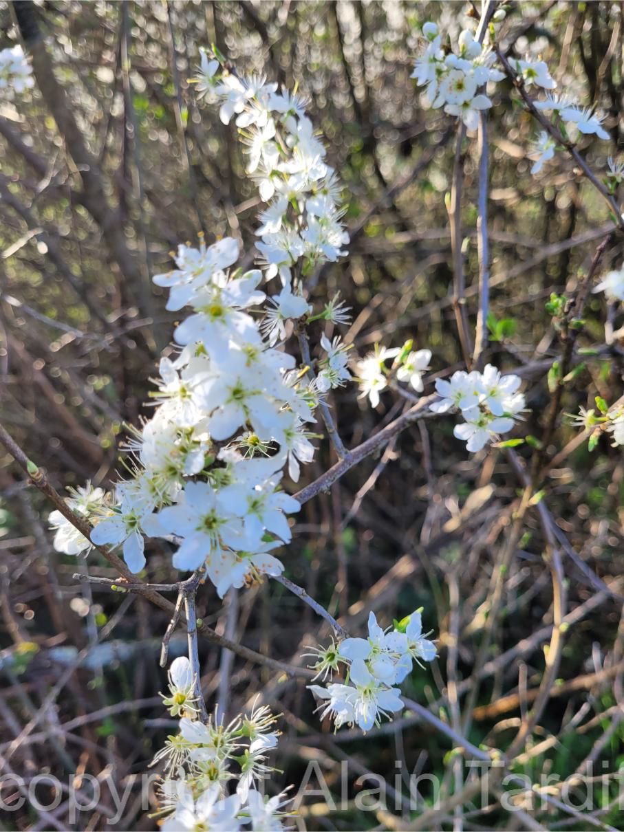 Prunus spinosa 4 Prunus spinosa ou prunellier