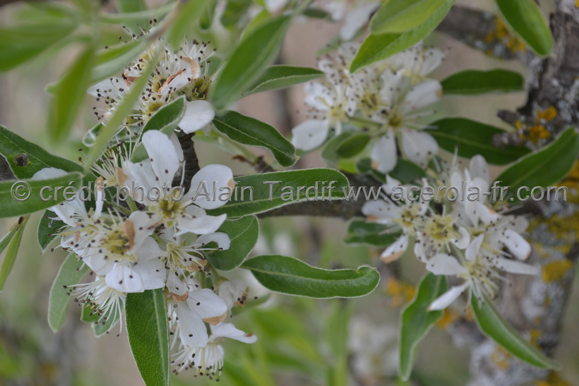Pyrus amygdaliformis 3 Pyrus amygdaliformis ou poirier épineux