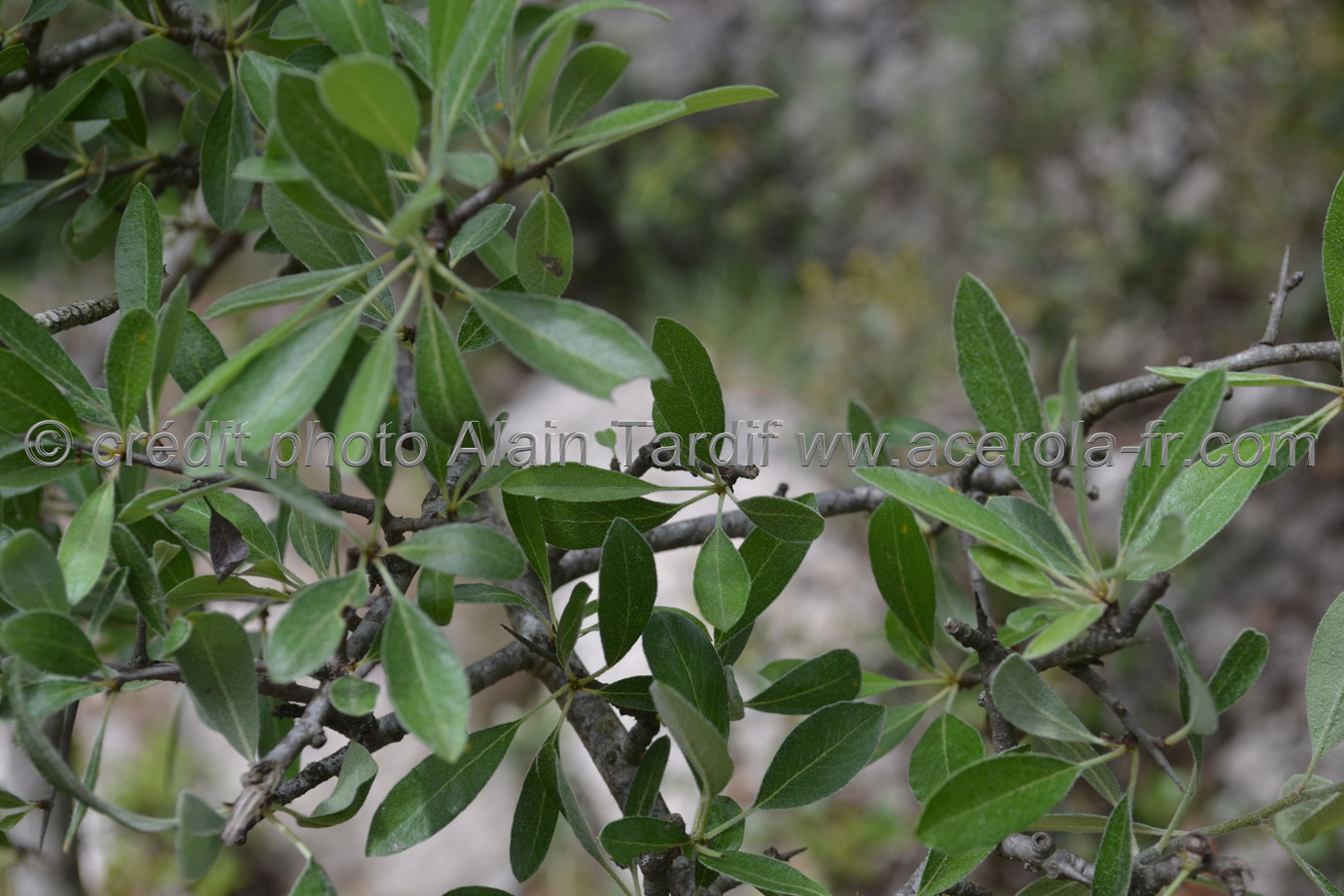 Pyrus amygdaliformis Pyrus amygdaliformis ou poirier épineux