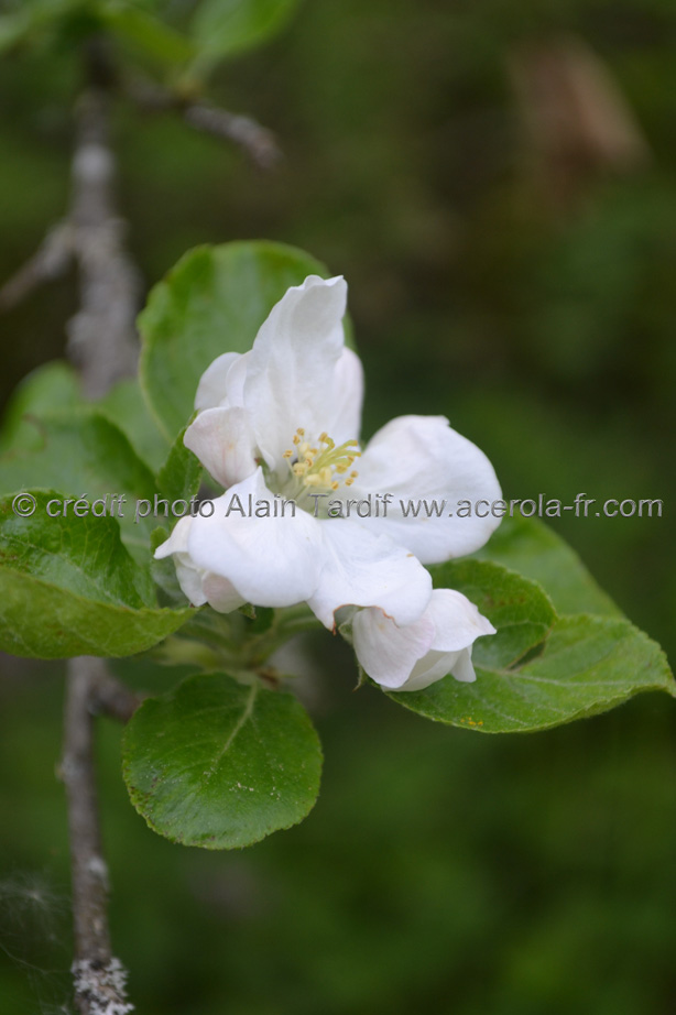 Pyrus communis 2 Pyrus communis ou poirier commun