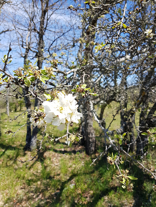 Pyrus communis 3 Pyrus communis ou poirier commun