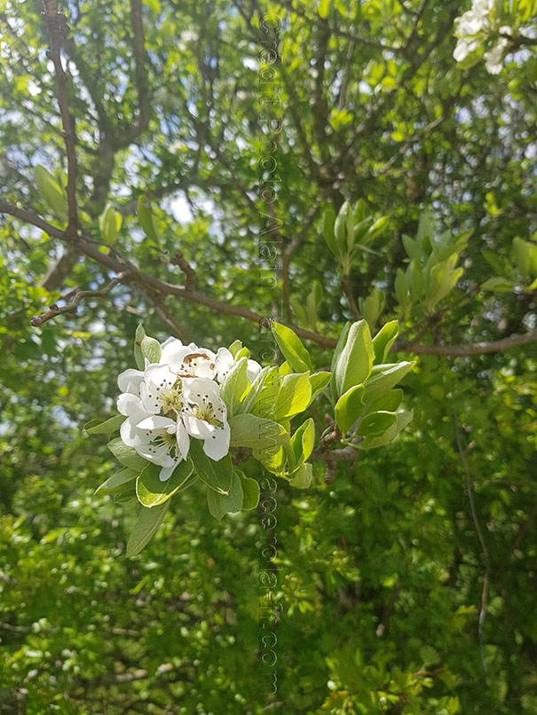 Pyrus communis 4 Pyrus communis ou poirier commun
