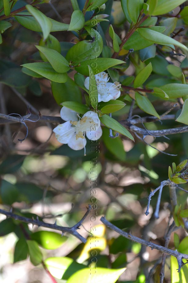 Pyrus communis 5 Pyrus communis ou poirier commun