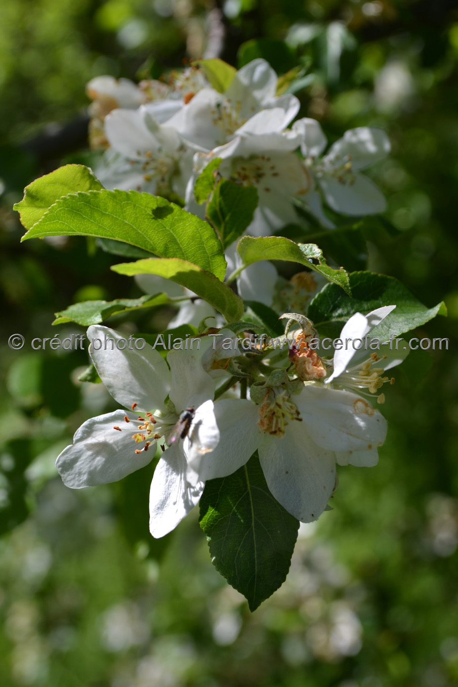 Pyrus communis Pyrus communis ou poirier commun
