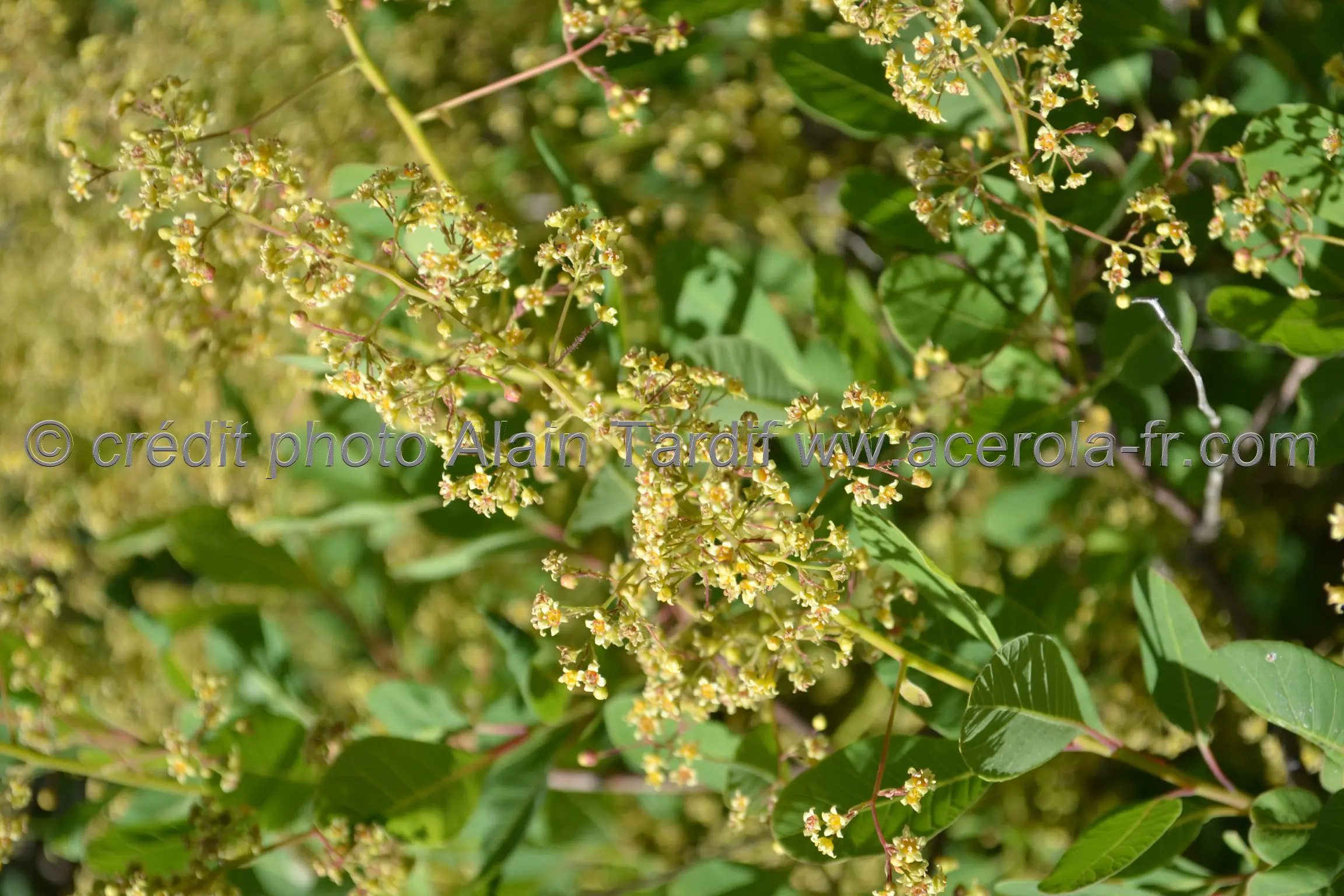 Rhamnus Frangula Rhamnus frangula ou bourdaine